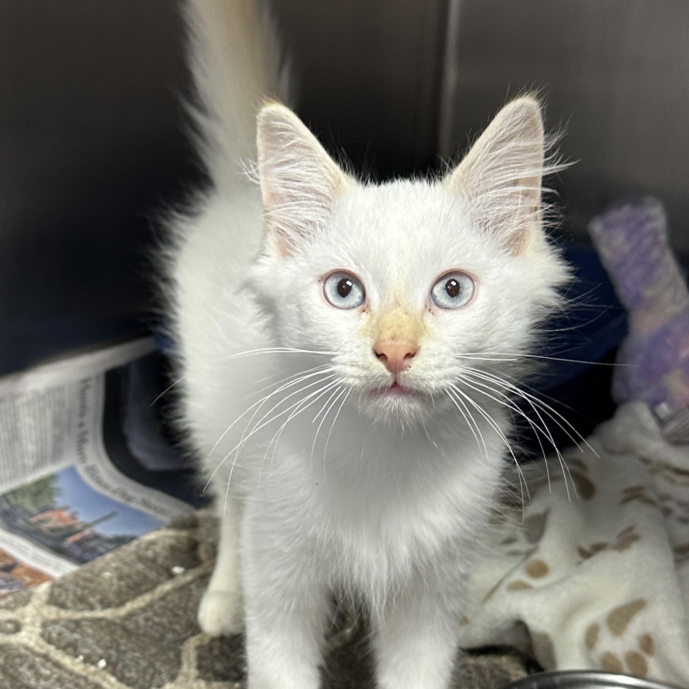 Mango, adopted, Kitten Male Domestic Medium Hair.