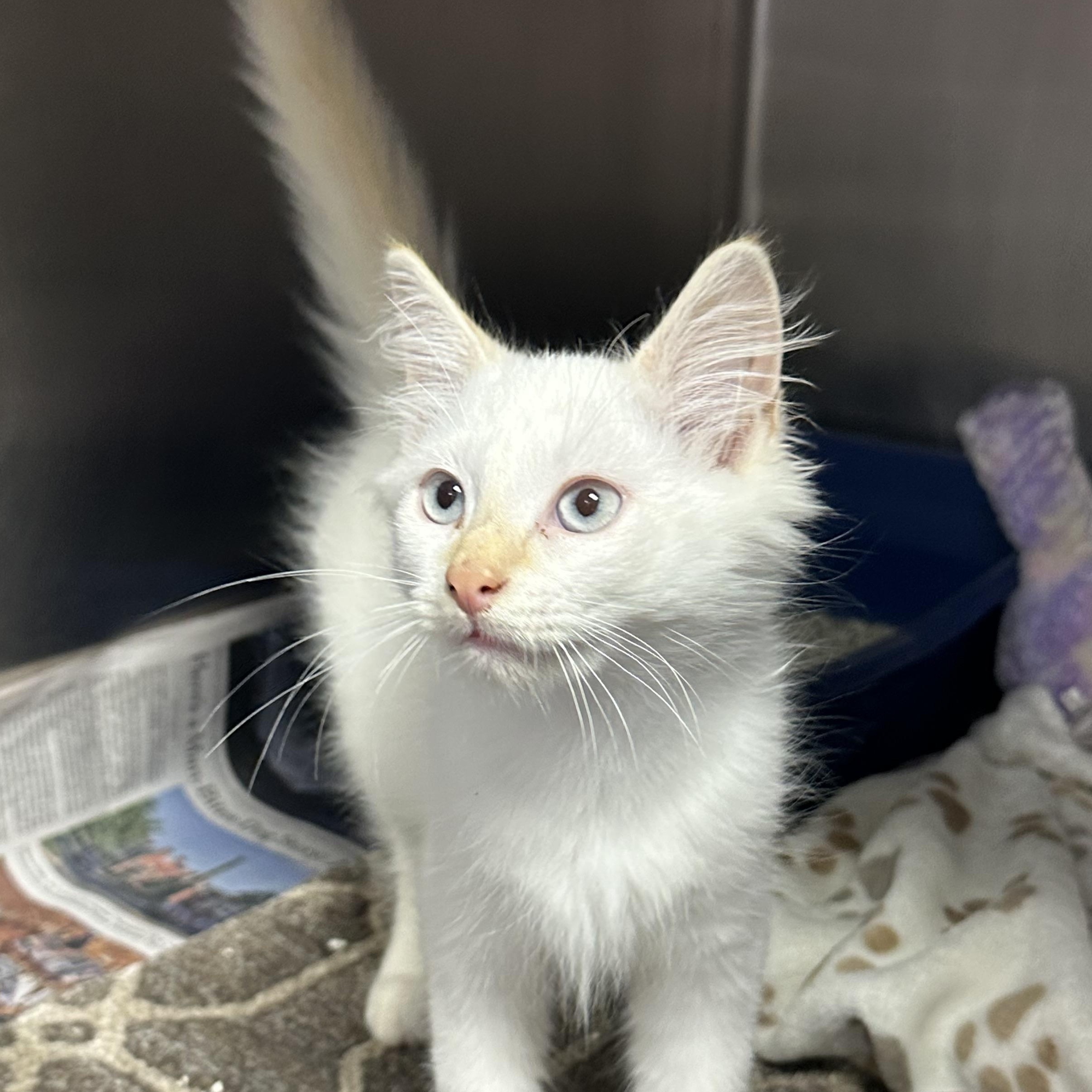 Enlarge Mango, an adopted Domestic Medium Hair in Clifton, NJ image 5/5