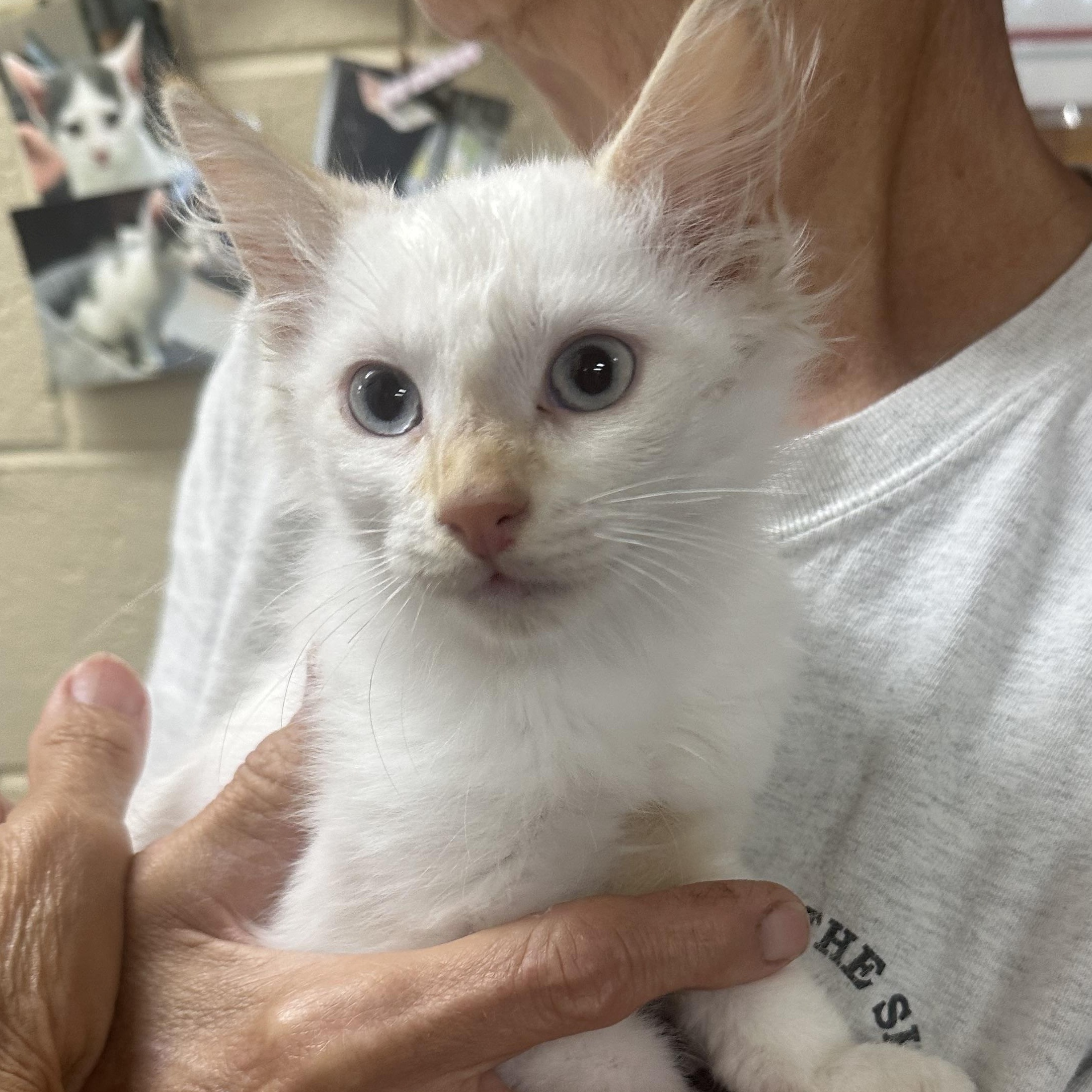 Enlarge Mango, an adopted Domestic Medium Hair in Clifton, NJ image 3/5