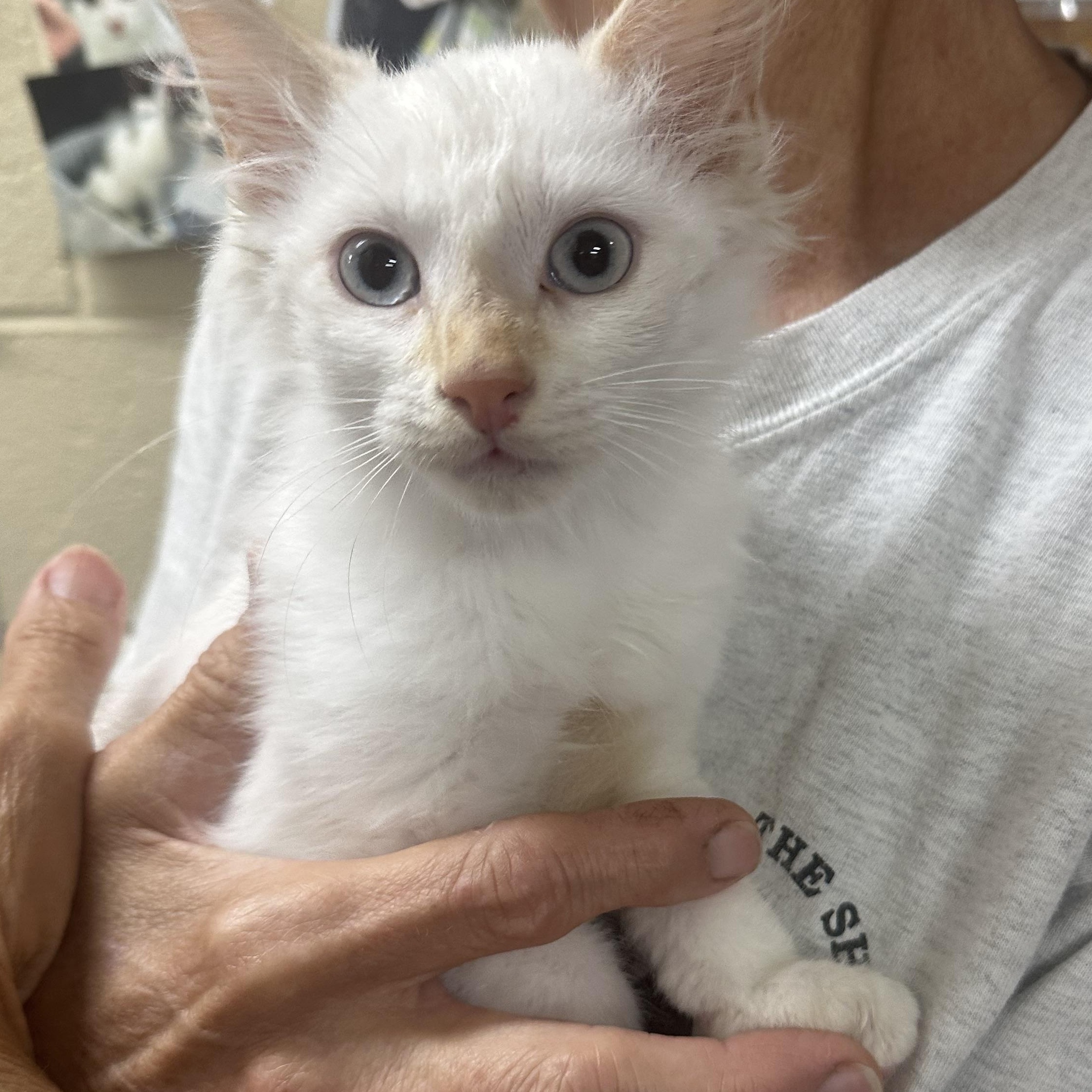 Enlarge Mango, an adopted Domestic Medium Hair in Clifton, NJ image 2/5
