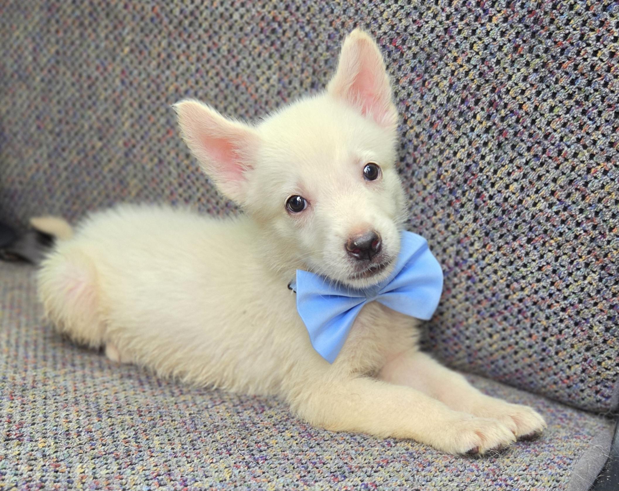 Enlarge Pudge, a Adoptable mixed breed in Gilbert, SC image 6/6