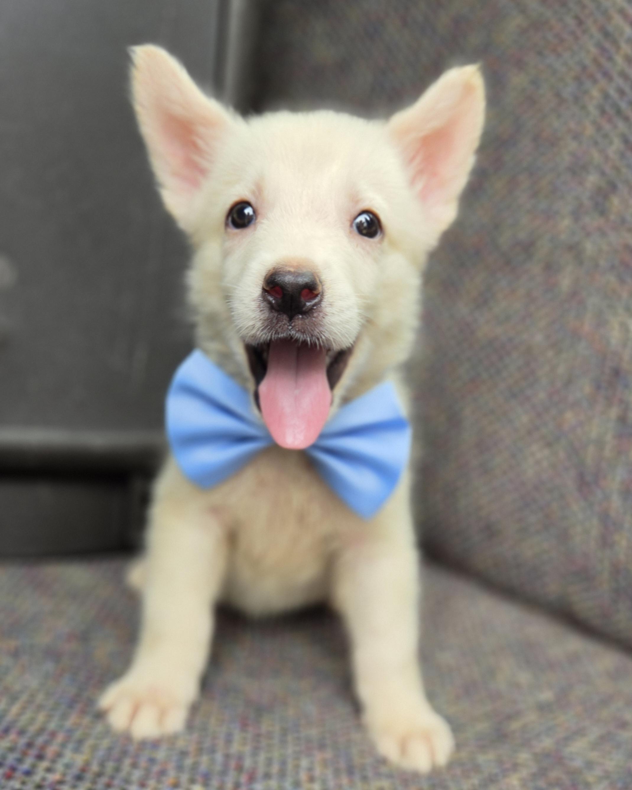 Enlarge Pudge, a Adoptable mixed breed in Gilbert, SC image 3/6