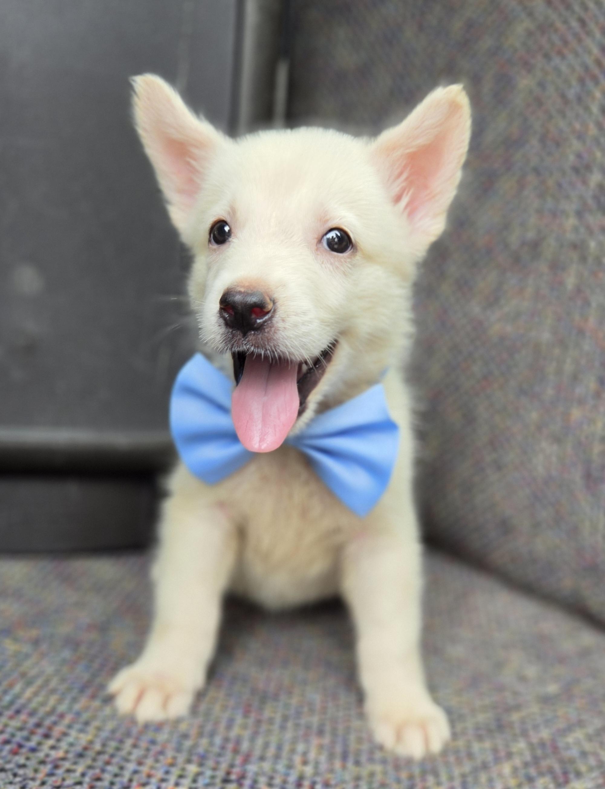 Enlarge Pudge, a Adoptable mixed breed in Gilbert, SC image 4/6