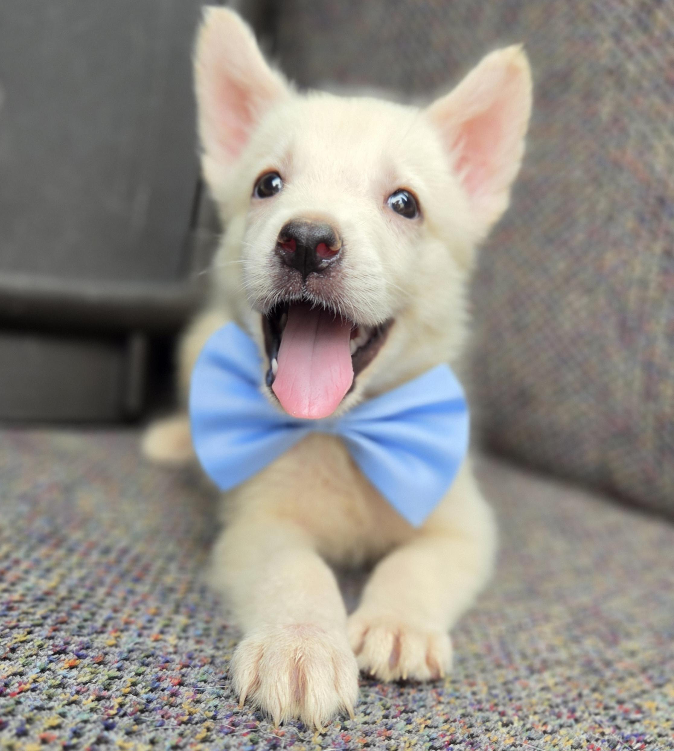 Pudge, Adoptable, Puppy Male German Shepherd Dog & Mixed Breed.