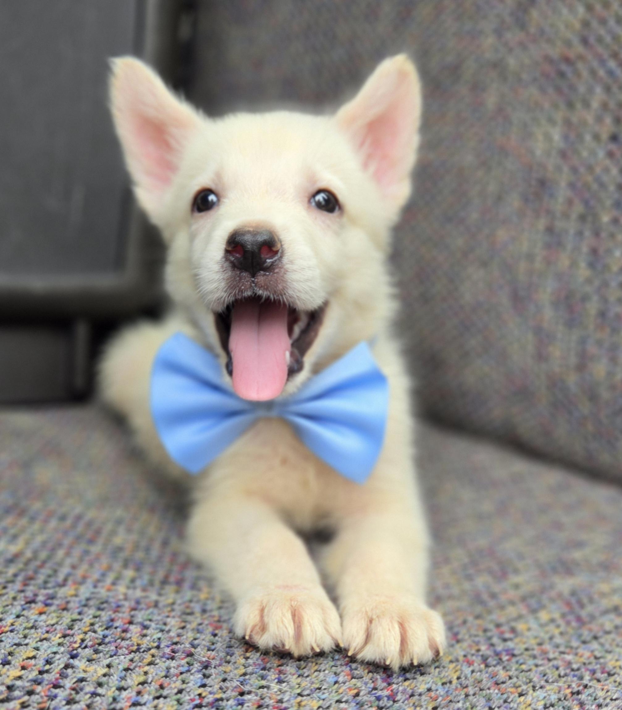Enlarge Pudge, a Adoptable mixed breed in Gilbert, SC image 2/6