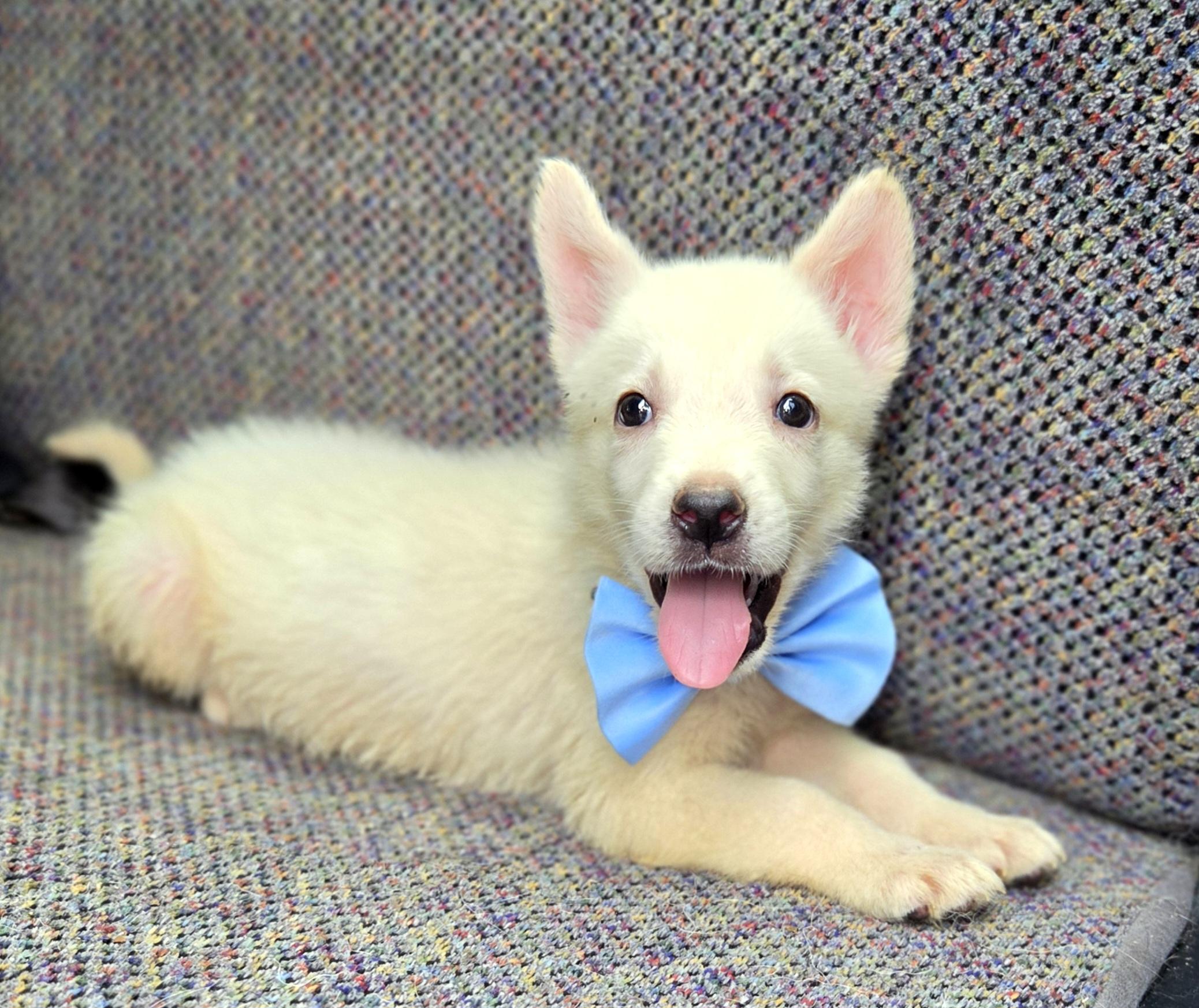Enlarge Pudge, a Adoptable mixed breed in Gilbert, SC image 5/6