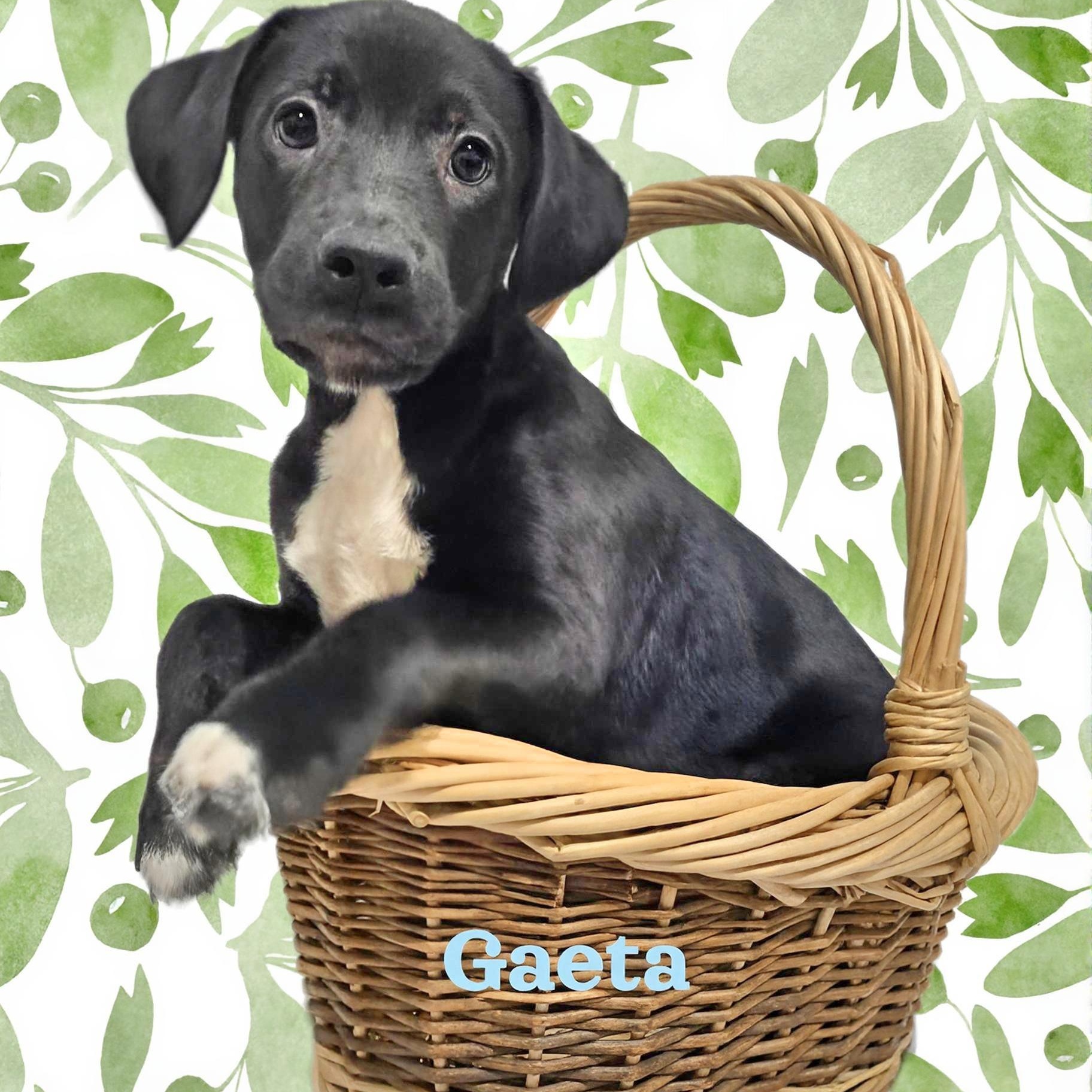 Enlarge Gaeta , a ADOPTABLE mixed breed in Joliet, IL image 1/2