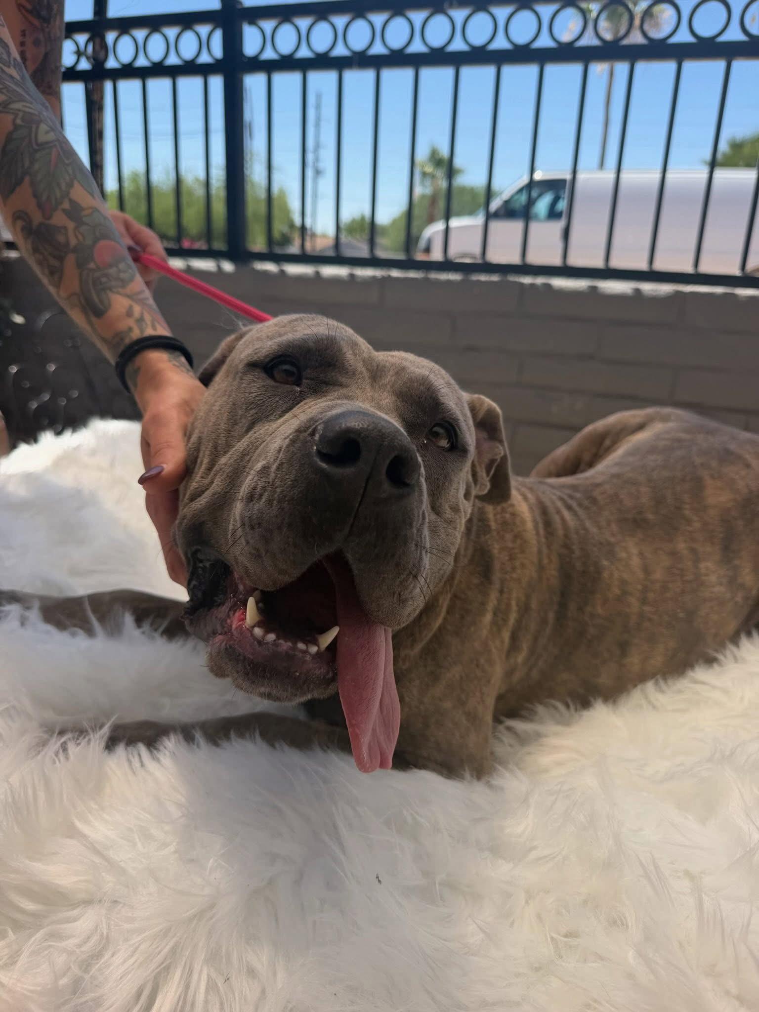 Enlarge Nikki - REDUCED ADOPTION DONATION, a Adoptable Cane Corso in Glendale, AZ image 1/3