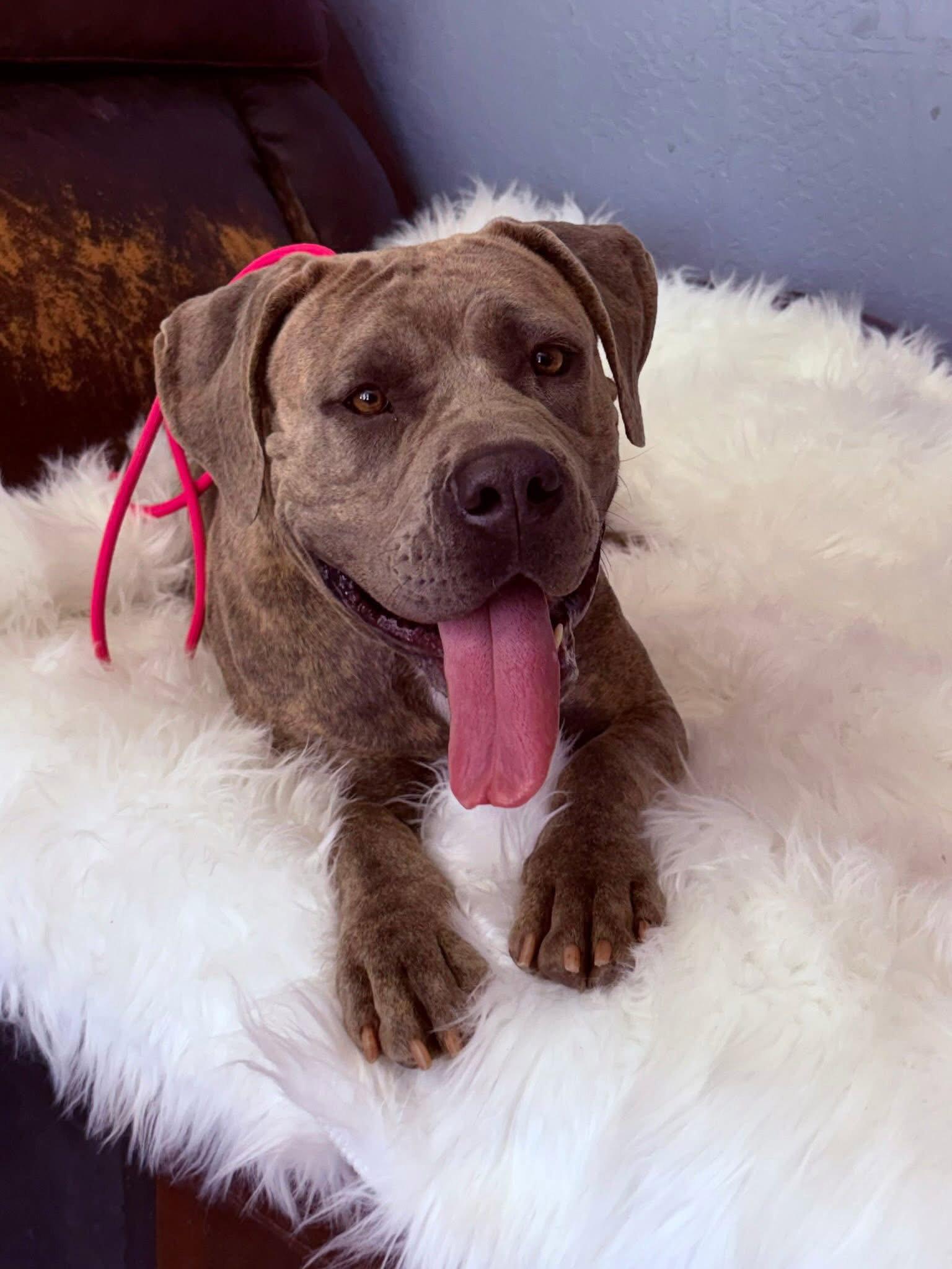 Enlarge Nikki - REDUCED ADOPTION DONATION, a Adoptable Cane Corso in Glendale, AZ image 2/3
