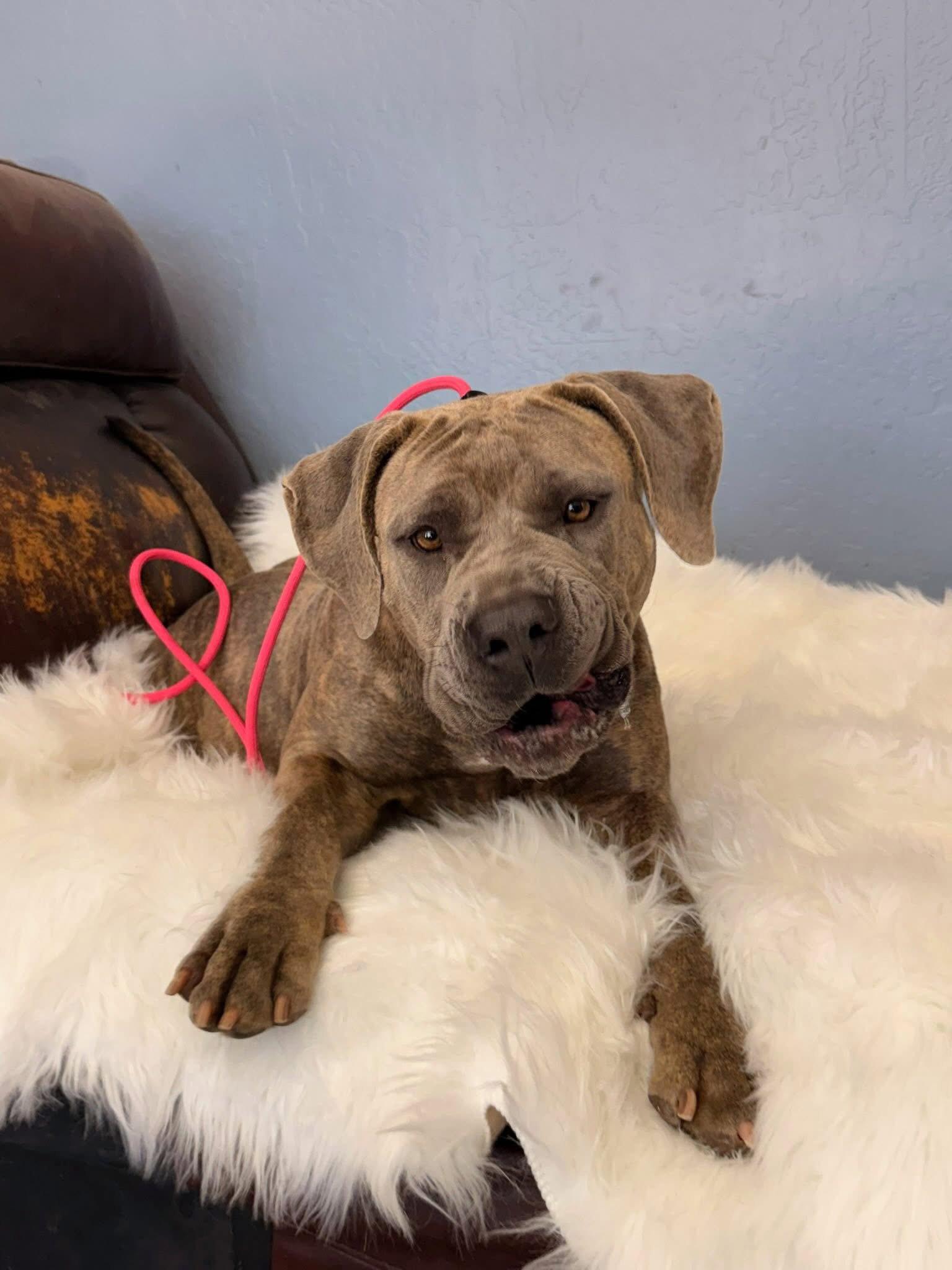 Enlarge Nikki - REDUCED ADOPTION DONATION, a Adoptable Cane Corso in Glendale, AZ image 3/3
