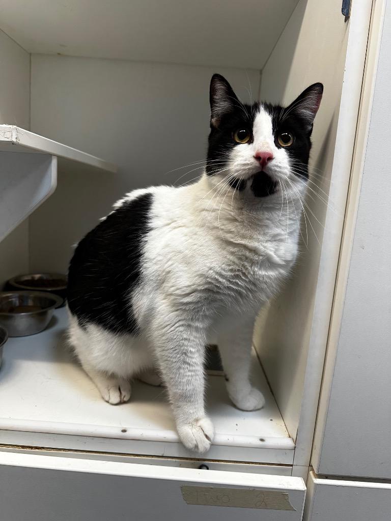 Noodle, Adoptable, Kitten Male Domestic Short Hair.