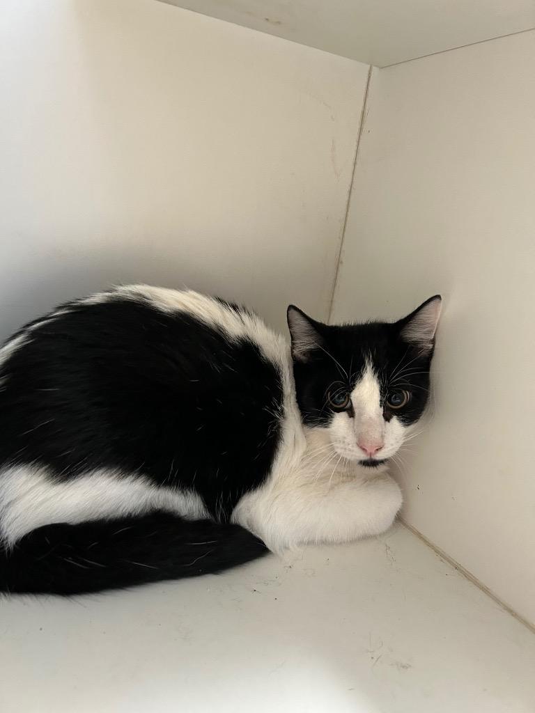 Enlarge Noodle, a Adoptable mixed breed in Newcastle, OK image 2/2