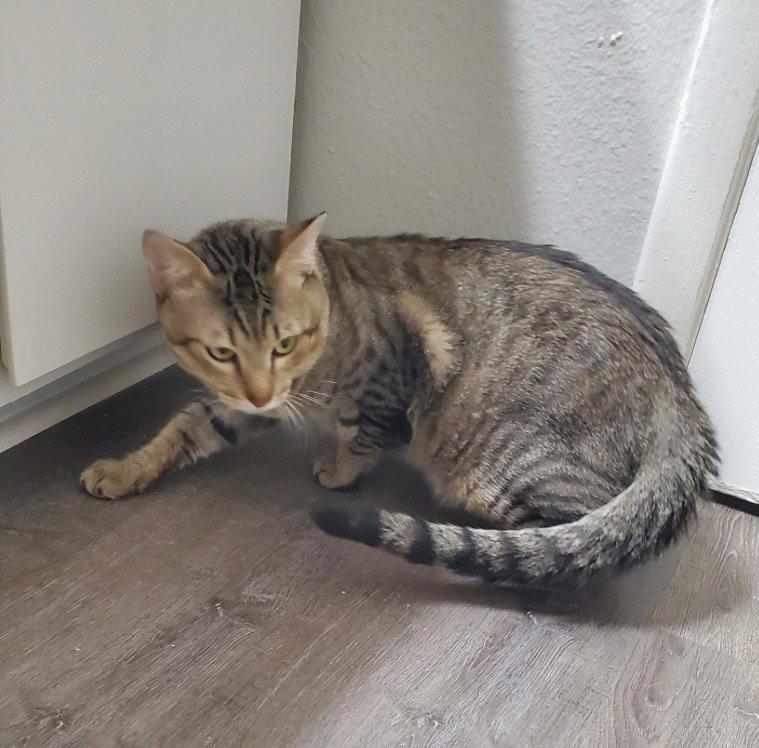 Rex, Adoptable, Adult Male Domestic Short Hair.