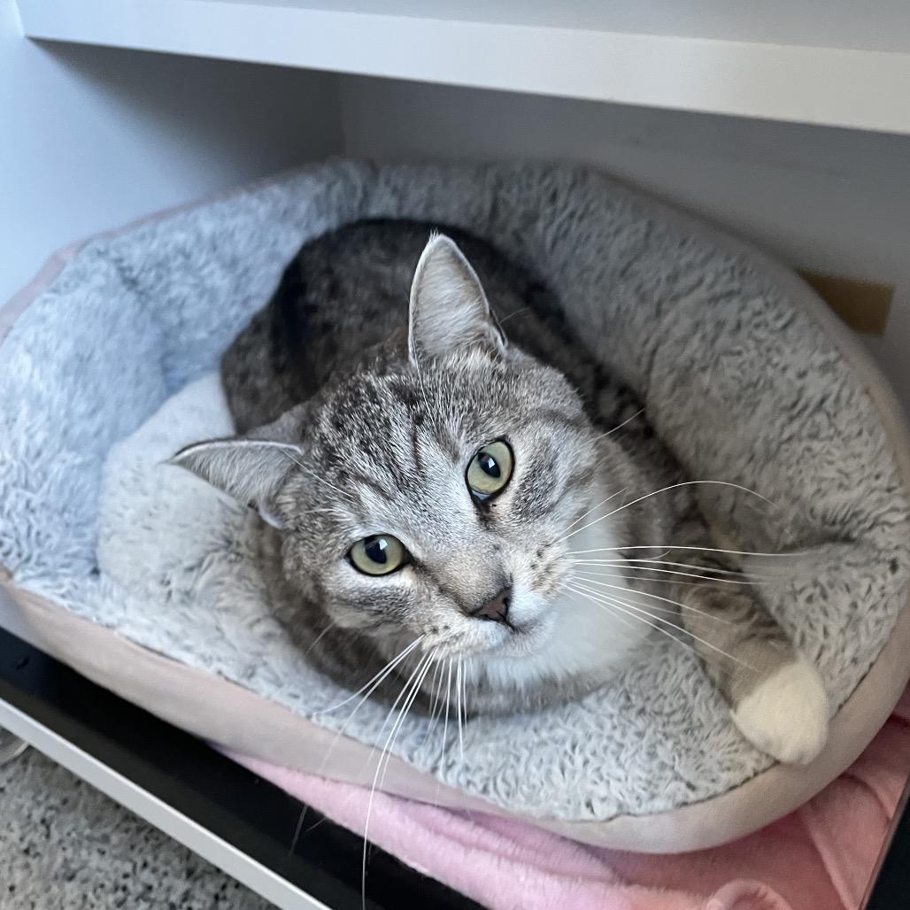 Frost, Adoptable, Adult Male Domestic Short Hair.