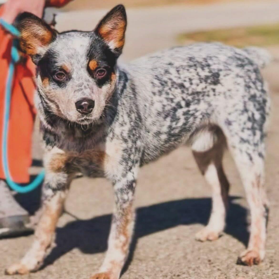 Chauncey, a ADOPTABLE Australian Cattle Dog / Blue Heeler in West Falls, NY image 2/3