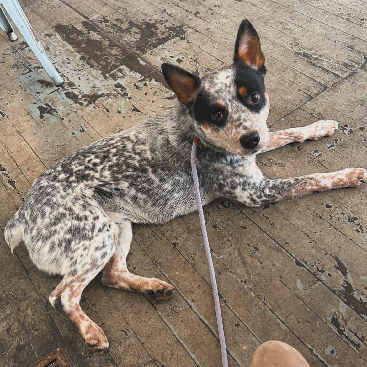 Chauncey, a ADOPTABLE Australian Cattle Dog / Blue Heeler in West Falls, NY image 1/3