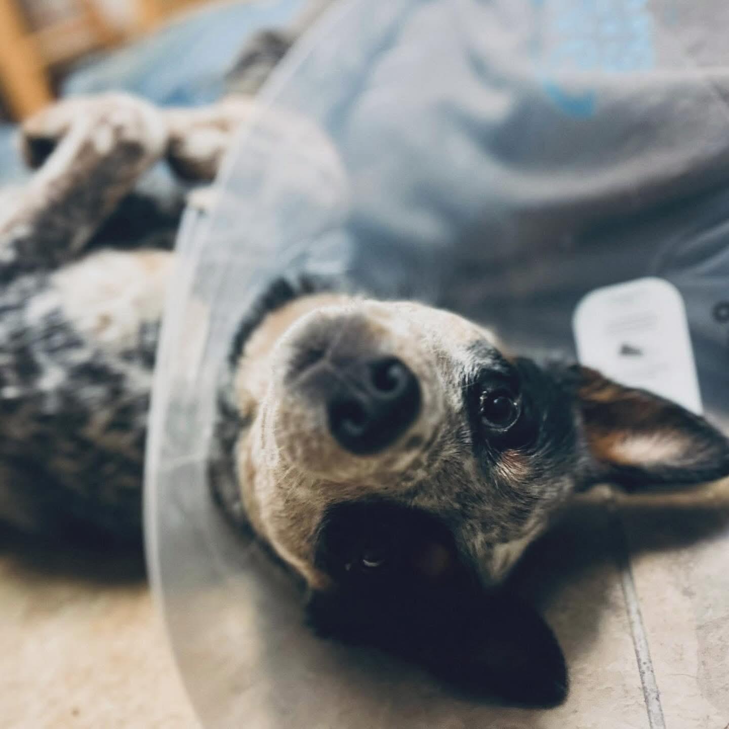 Chauncey, a ADOPTABLE Australian Cattle Dog / Blue Heeler in West Falls, NY image 3/3