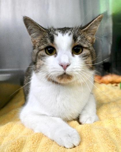 Paws, Adoptable, Adult Female Domestic Short Hair.