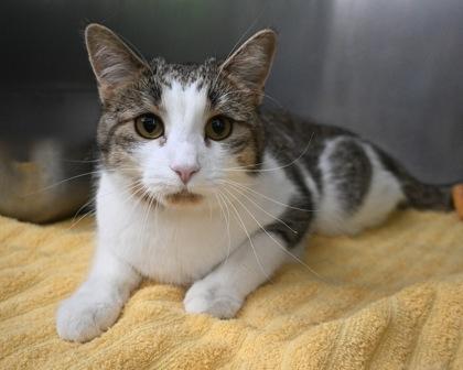 Paws, a Adoptable Domestic Short Hair in West Seneca, NY image 2/3