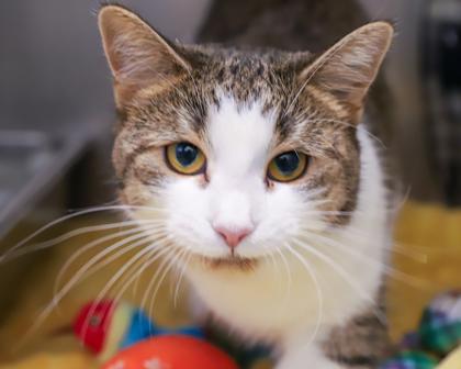 Paws, a Adoptable Domestic Short Hair in West Seneca, NY image 3/3