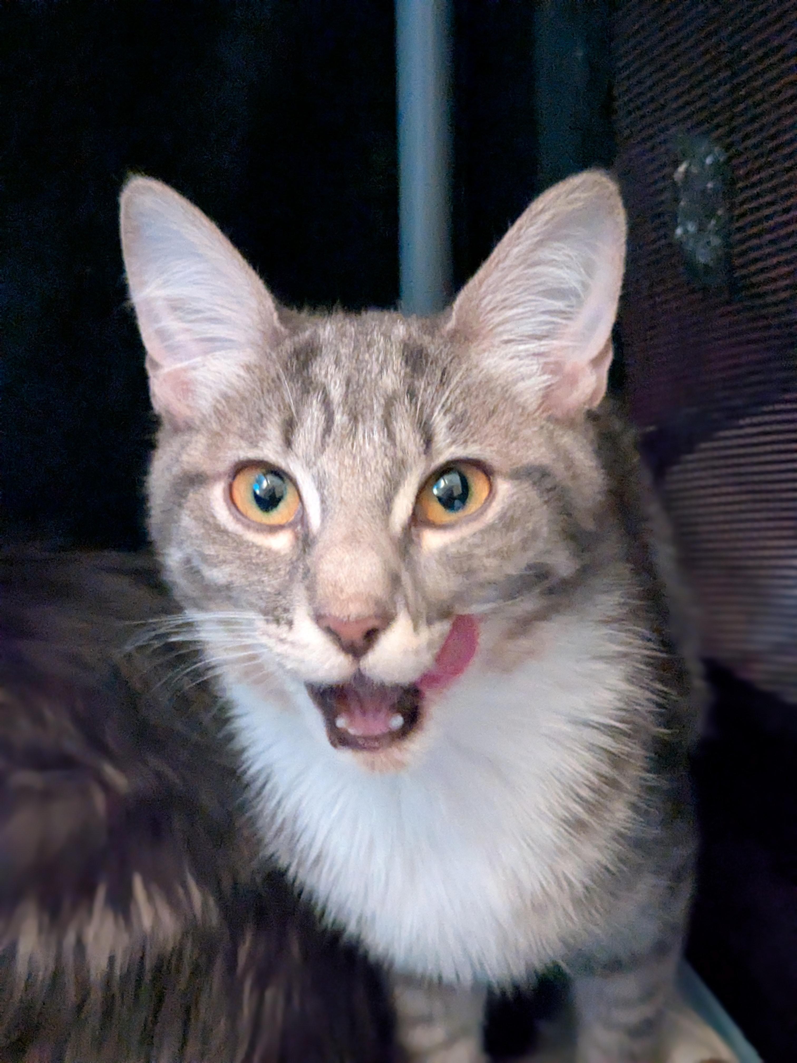 Susie, Adopted, Adult Female Domestic Short Hair.