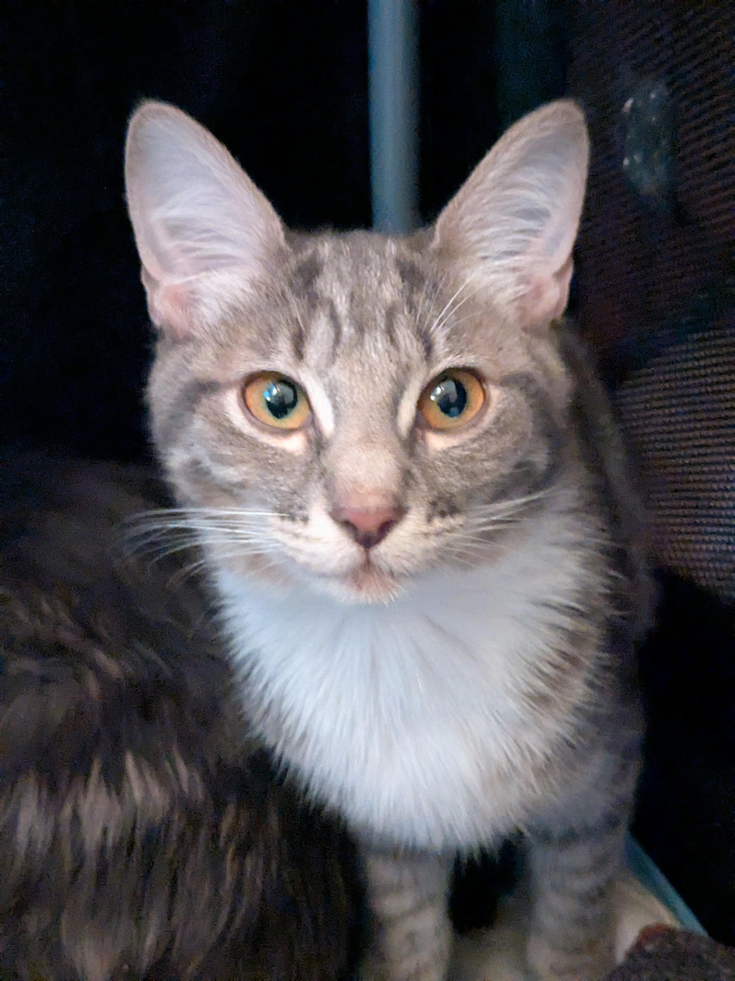 Enlarge Susie, a Adopted Domestic Short Hair in Burlington, VT image 2/6