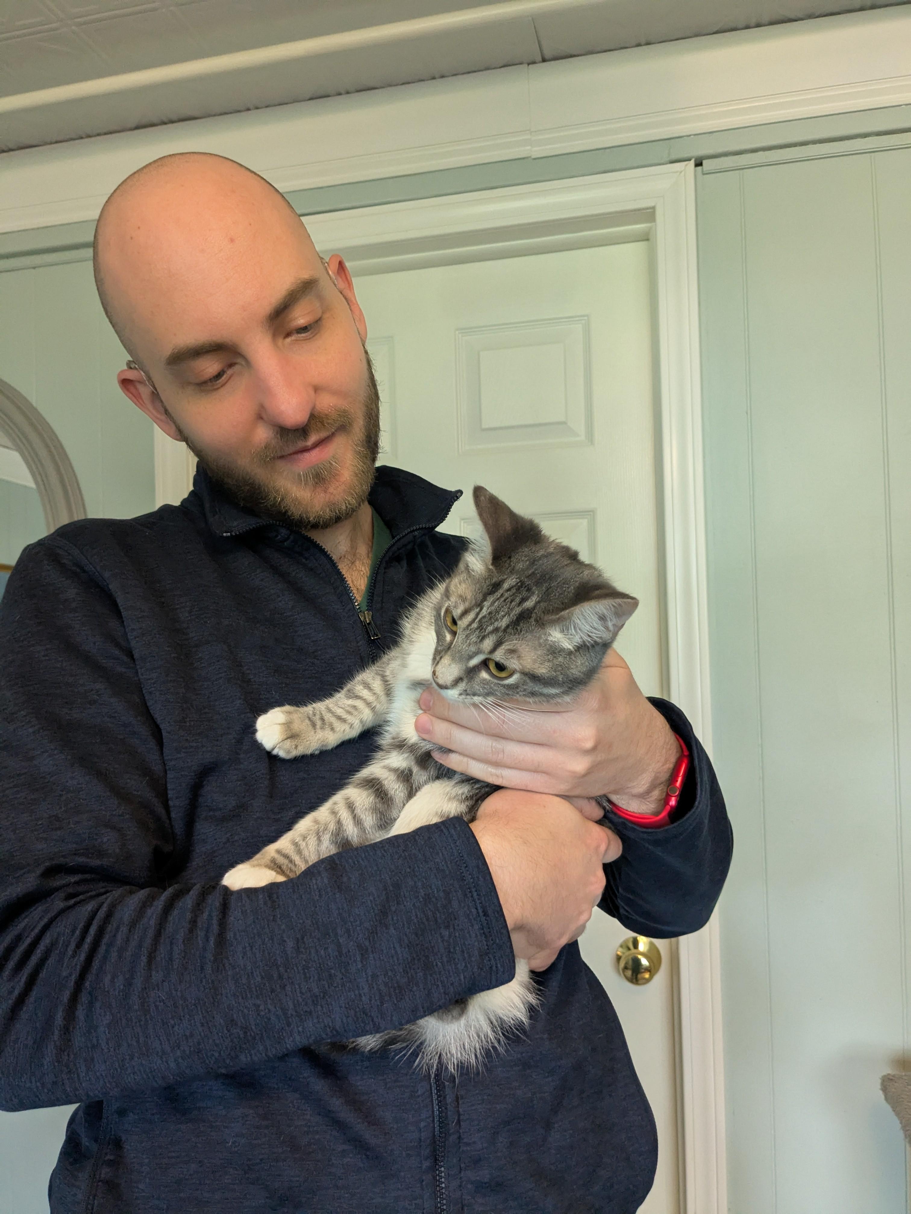 Enlarge Susie, a Adopted Domestic Short Hair in Burlington, VT image 5/6