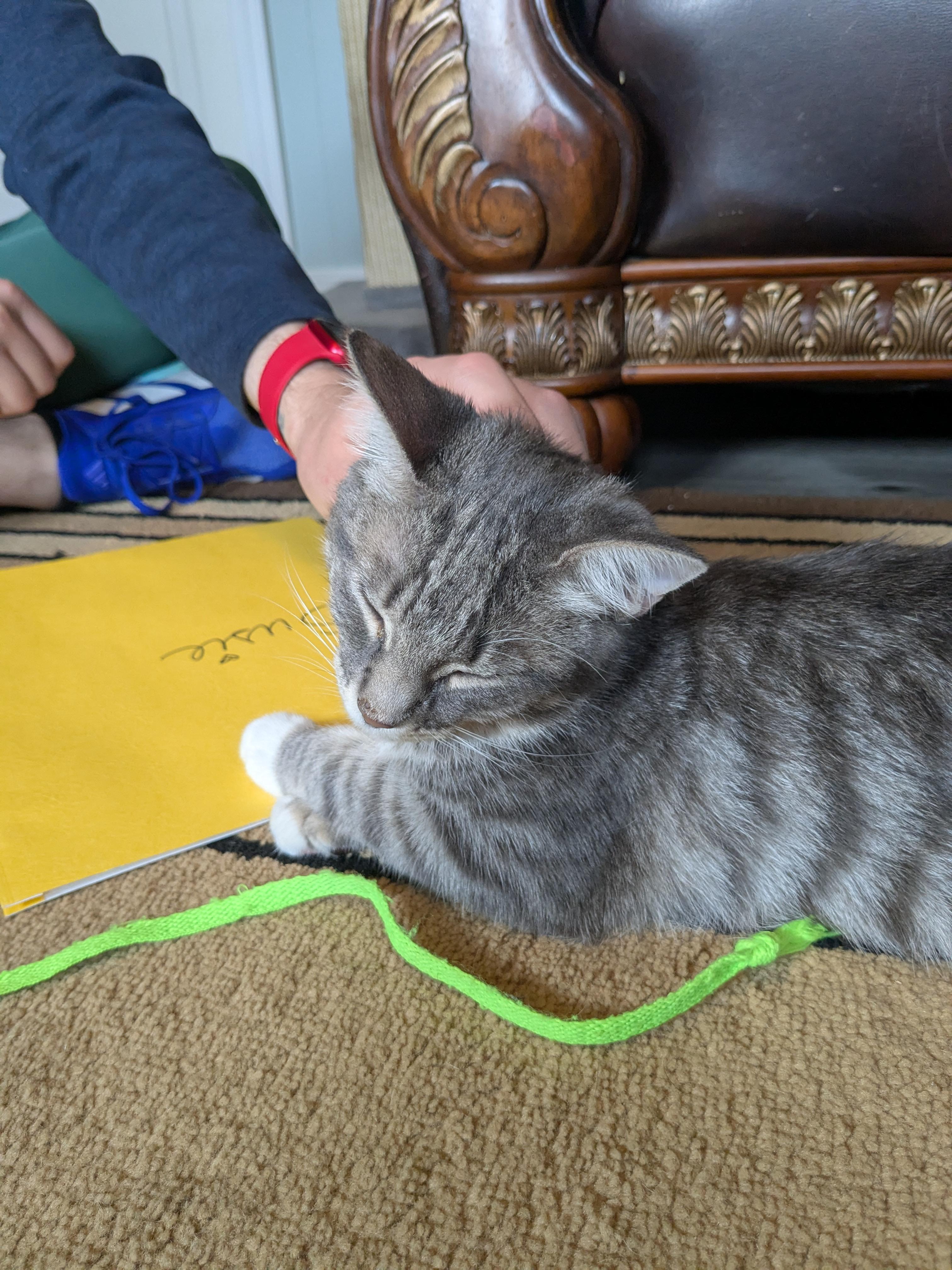 Enlarge Susie, a Adopted Domestic Short Hair in Burlington, VT image 6/6