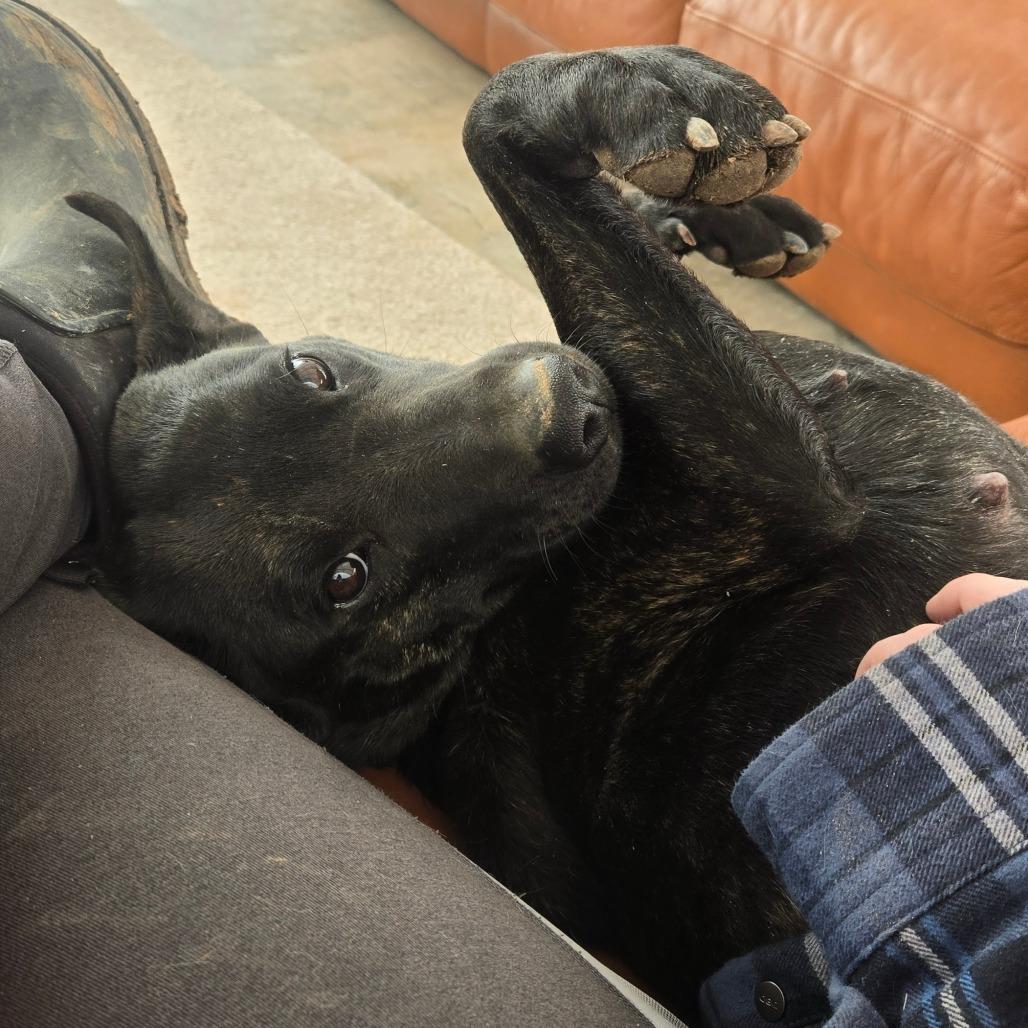 Enlarge Stella, a Adoptable Black Labrador Retriever in Taos, NM image 2/6