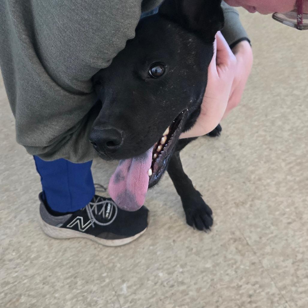 Enlarge Stella, a Adoptable Black Labrador Retriever in Taos, NM image 3/6