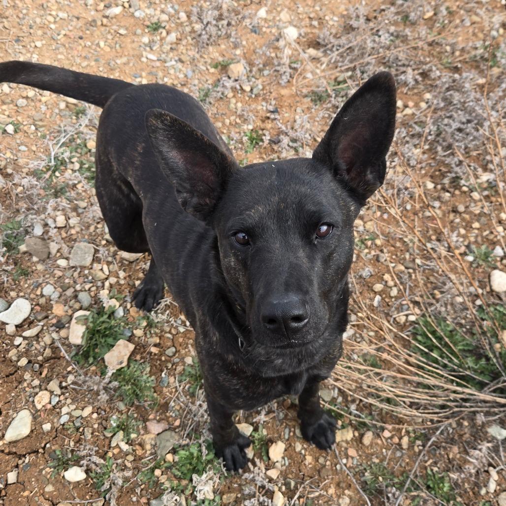Enlarge Stella, a Adoptable Black Labrador Retriever in Taos, NM image 4/6