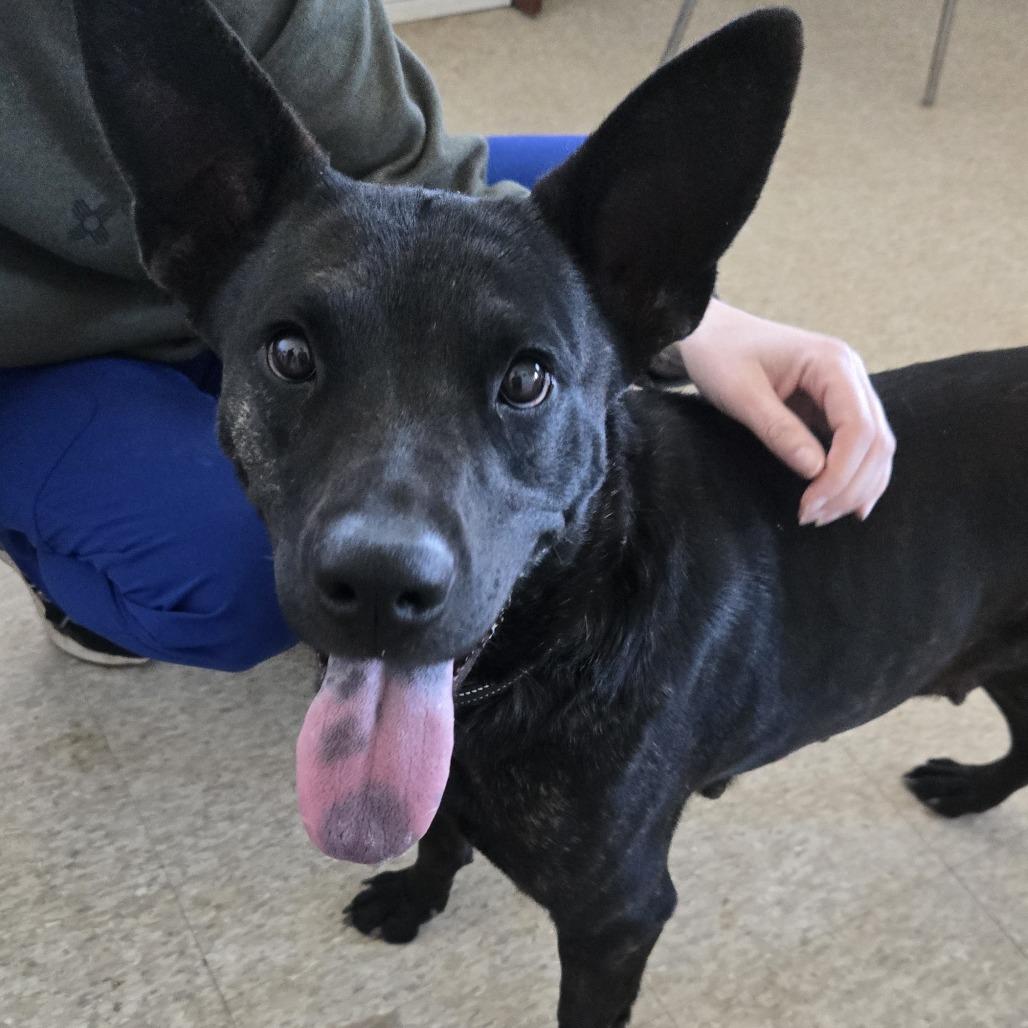 Enlarge Stella, a Adoptable Black Labrador Retriever in Taos, NM image 1/1