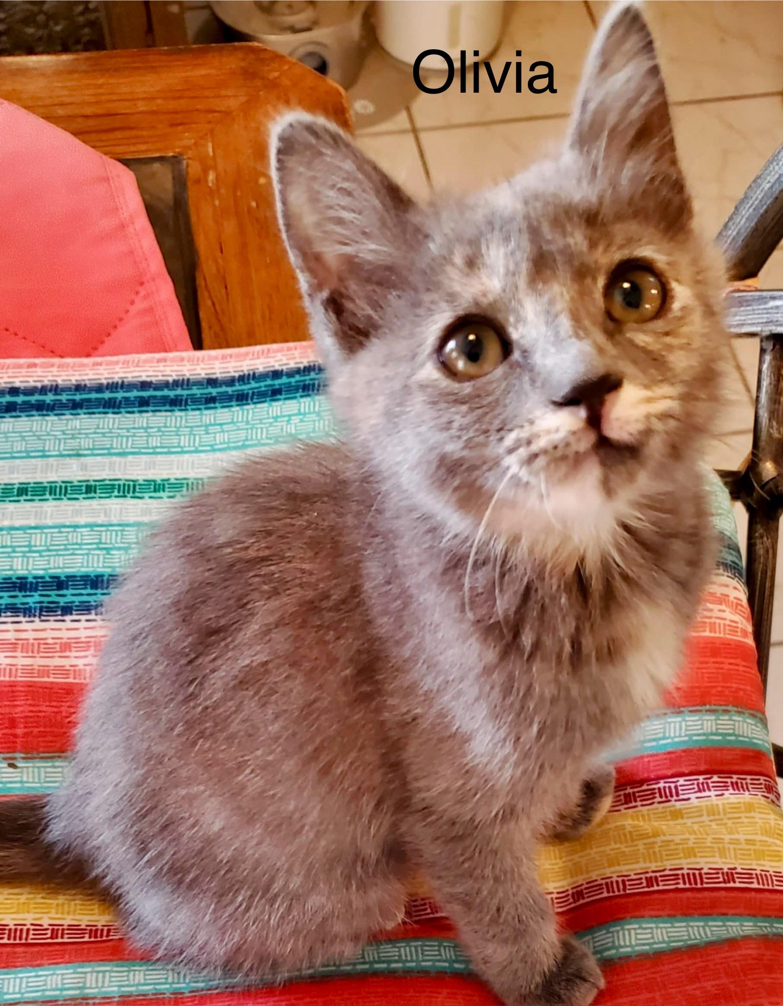 Olivia, Baby Female Dilute Calico