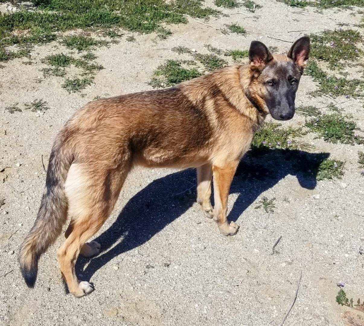 Jade, a Adoptable mixed breed in Wrightwood, CA image 5/5