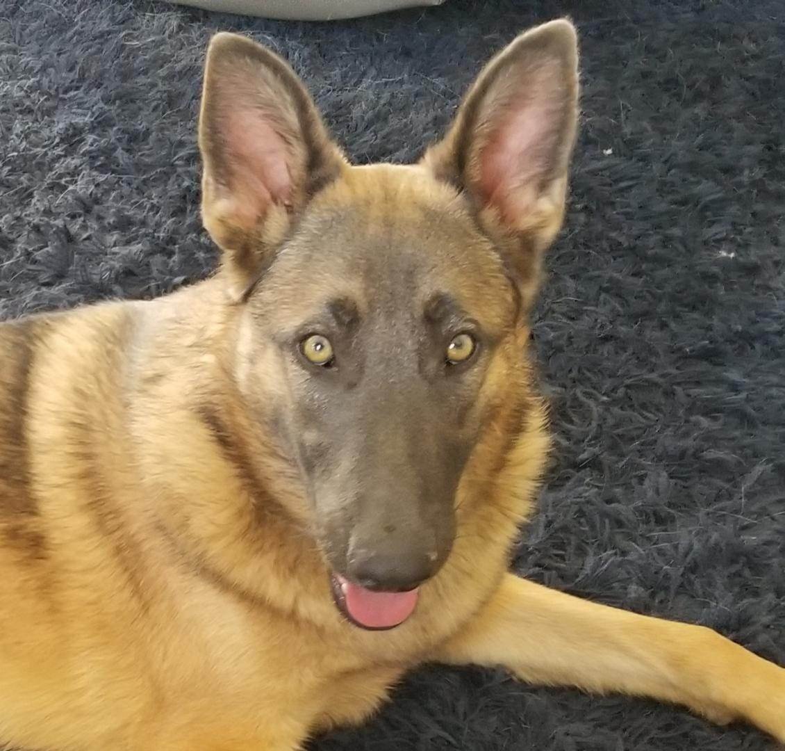 Jade, Adoptable, Young Female German Shepherd Dog.