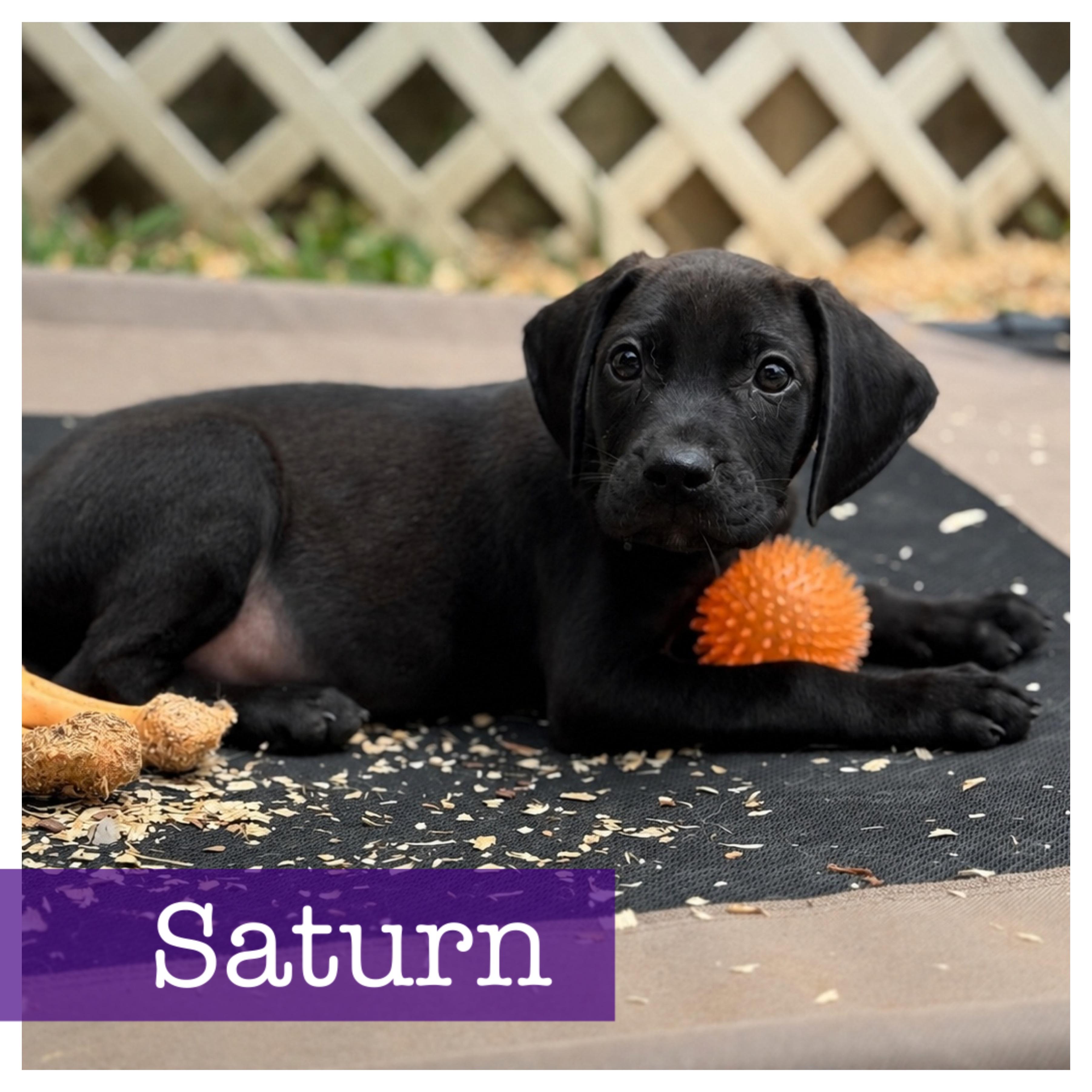 Saturn , ADOPTABLE, Puppy Male Black Labrador Retriever & Hound.