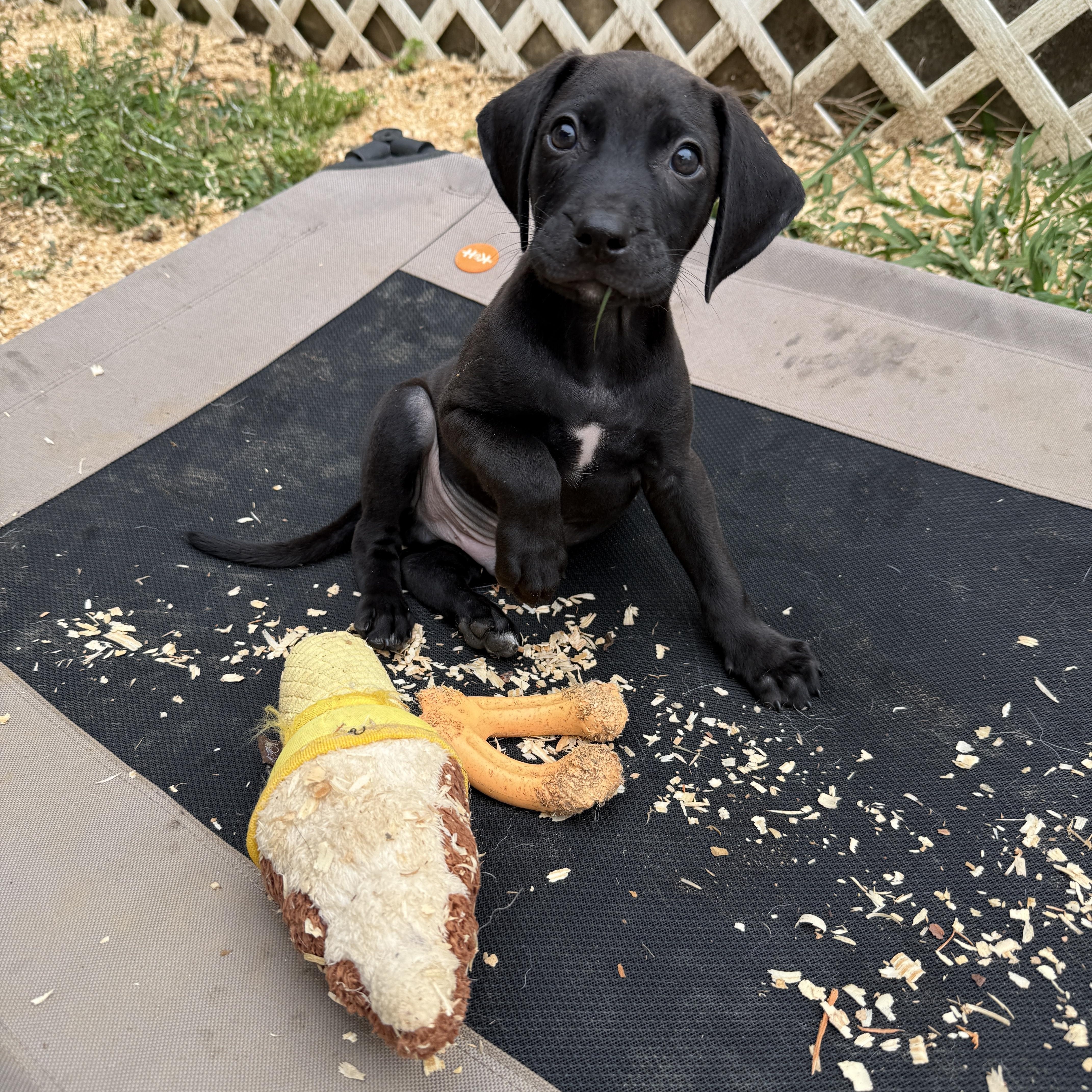 Enlarge Saturn , a ADOPTABLE mixed breed in Cumming, GA image 2/6
