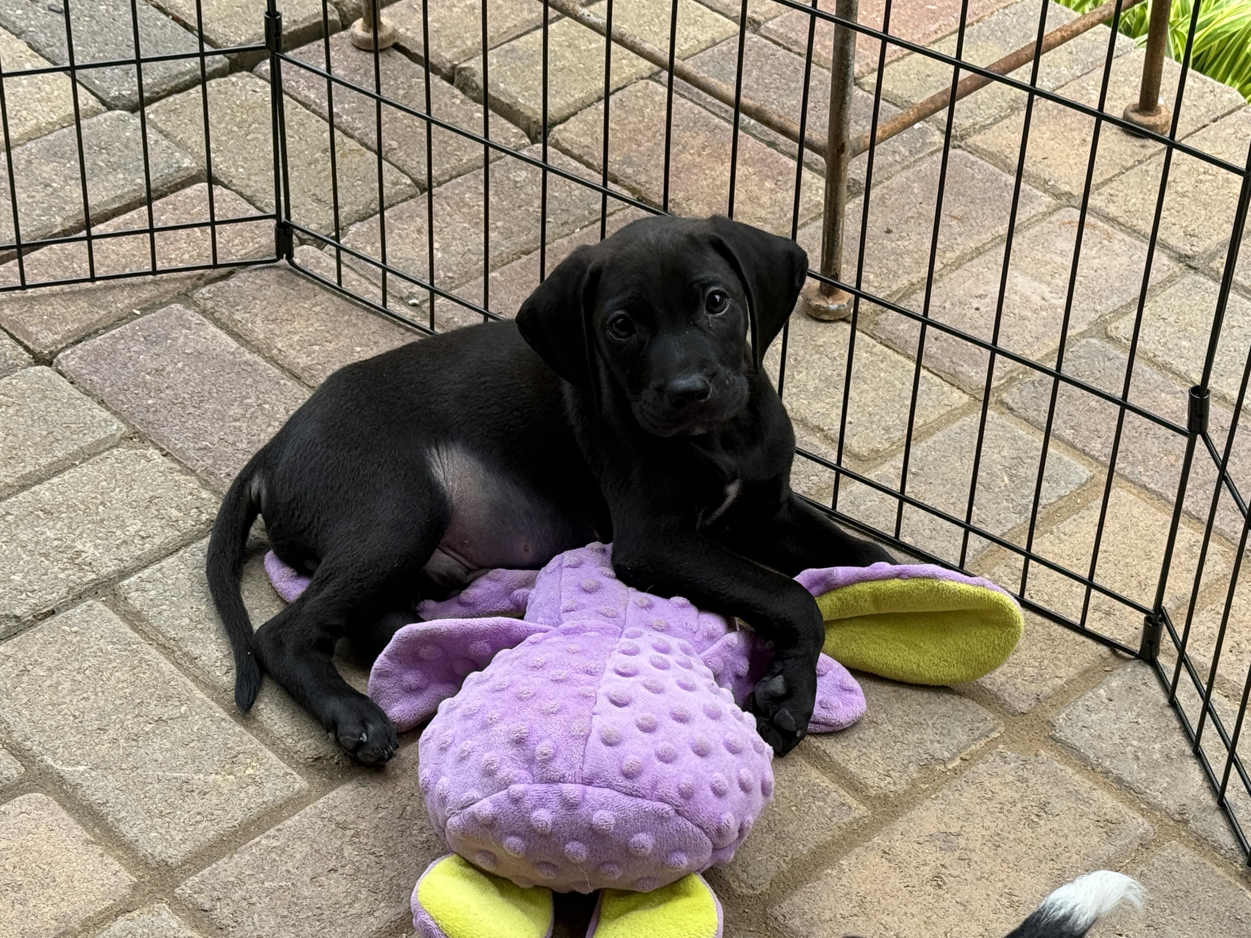 Enlarge Saturn , a ADOPTABLE mixed breed in Cumming, GA image 5/6
