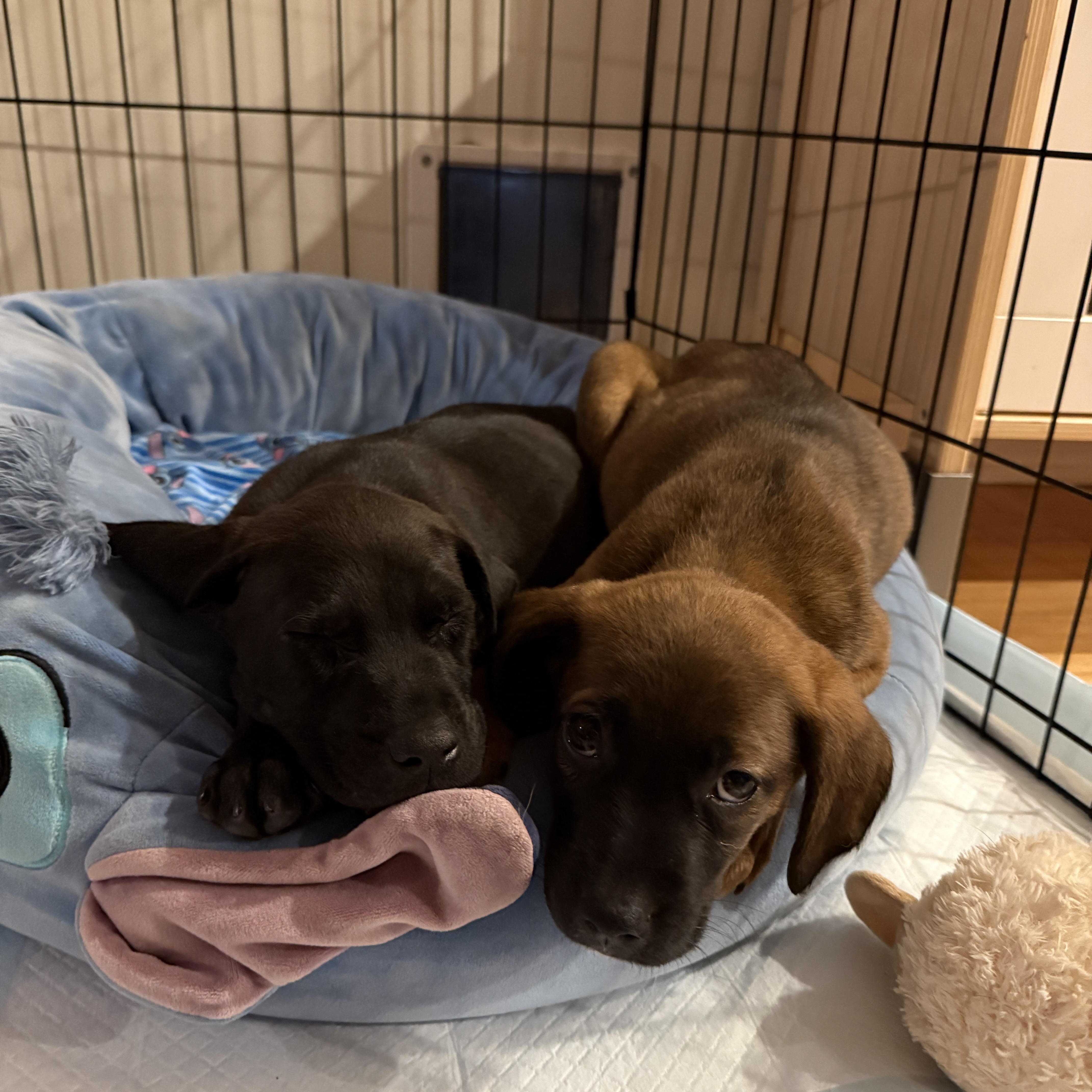 Enlarge Saturn , a ADOPTABLE mixed breed in Cumming, GA image 6/6