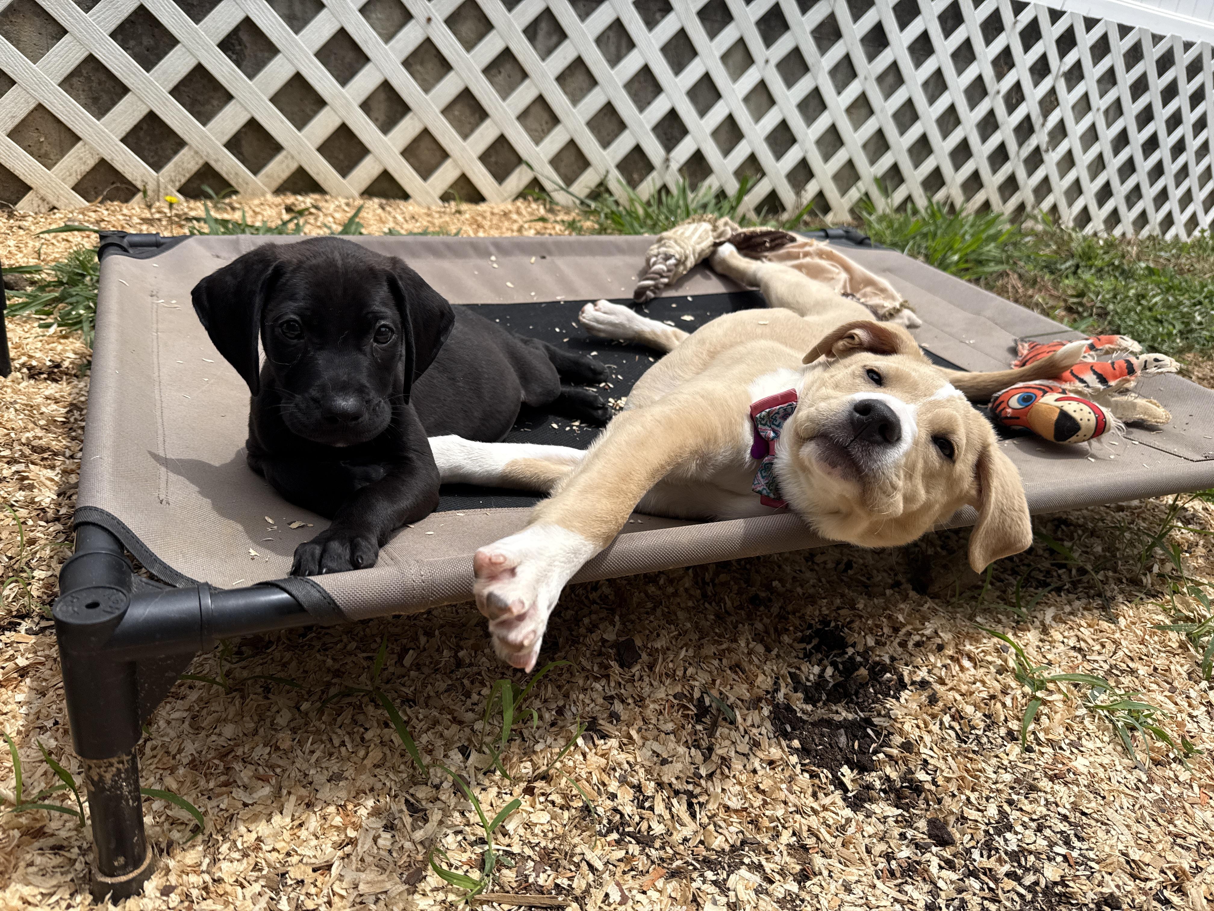 Enlarge Saturn , a ADOPTABLE mixed breed in Cumming, GA image 4/6
