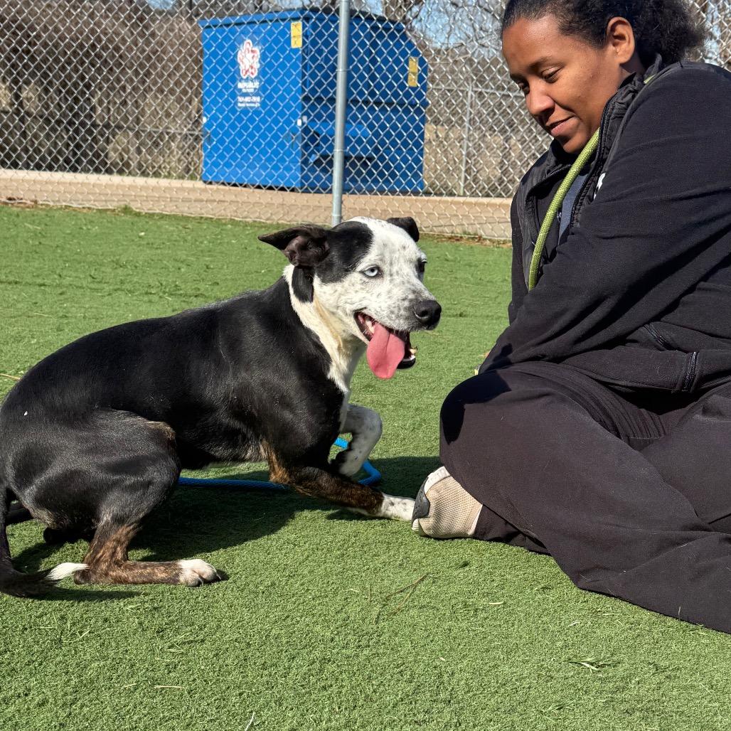 Rose, Adoptable, Young Female Mixed Breed.