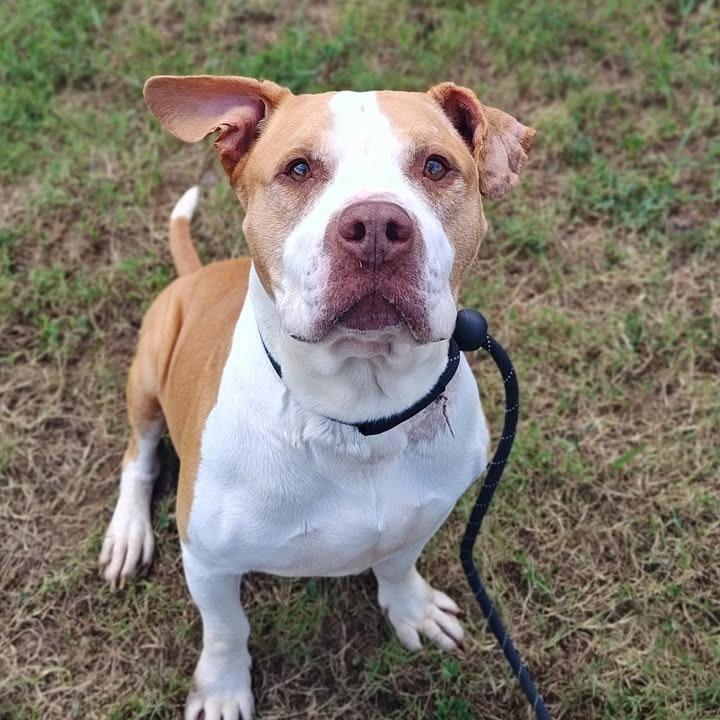 Hank, Adoptable, Adult Male Pit Bull Terrier.