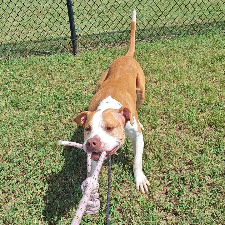 Hank, a Adoptable Pit Bull Terrier in Springdale, AR image 2/6