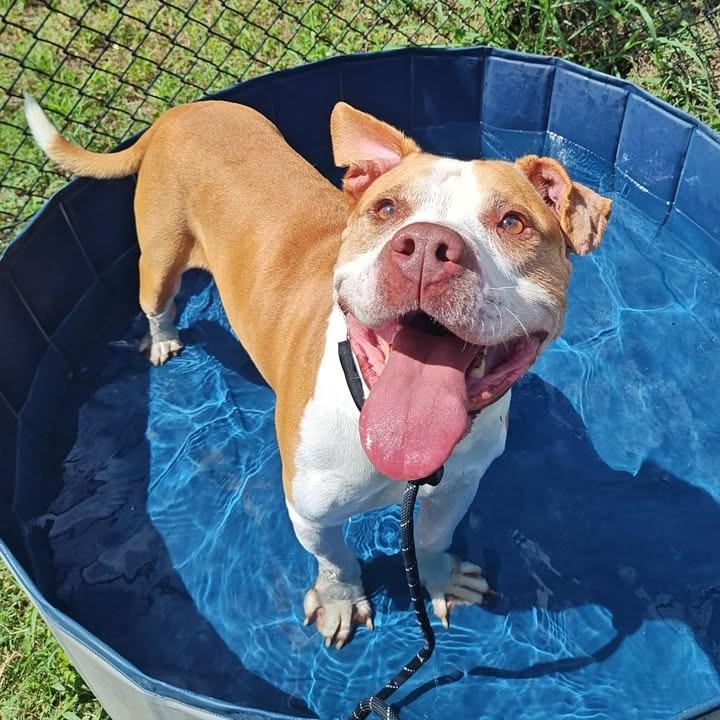 Hank, a Adoptable Pit Bull Terrier in Springdale, AR image 3/6