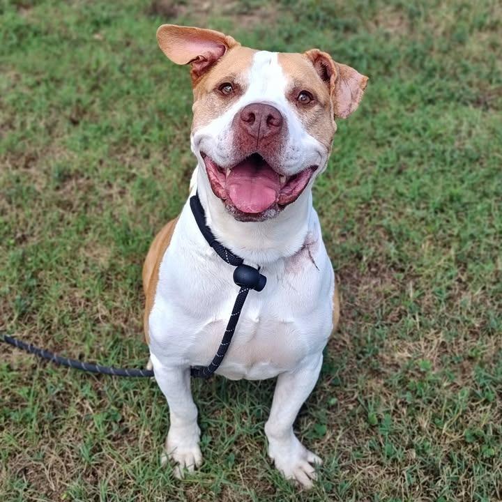 Hank, a Adoptable Pit Bull Terrier in Springdale, AR image 4/6