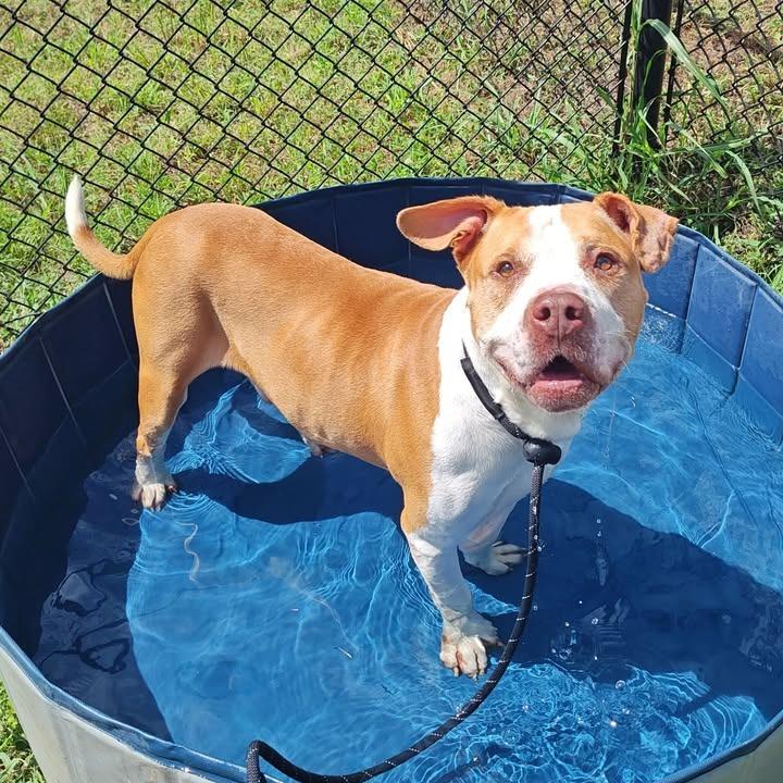 Hank, a Adoptable Pit Bull Terrier in Springdale, AR image 5/6