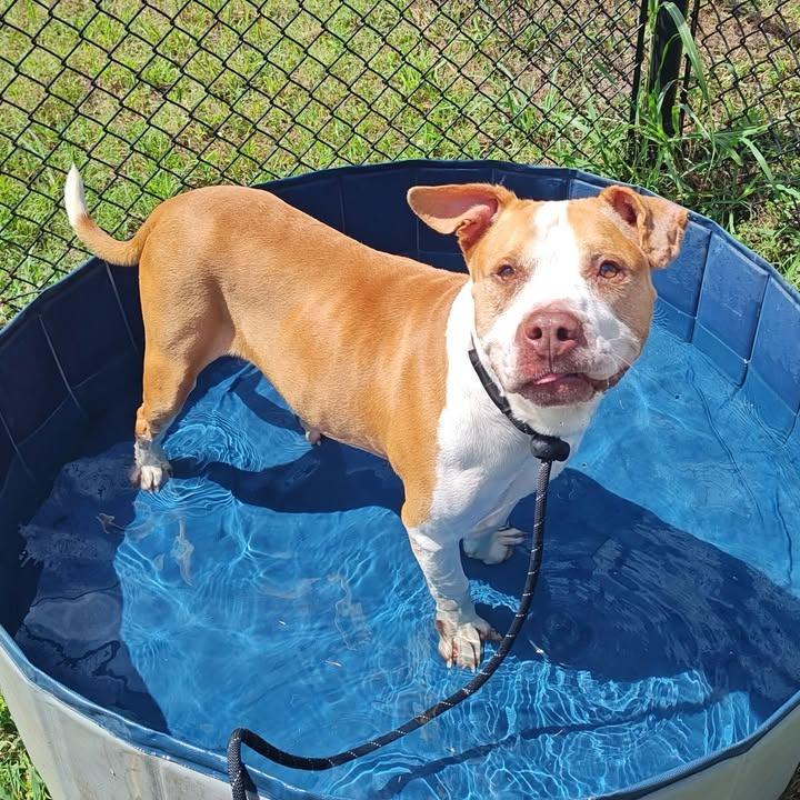 Hank, a Adoptable Pit Bull Terrier in Springdale, AR image 6/6