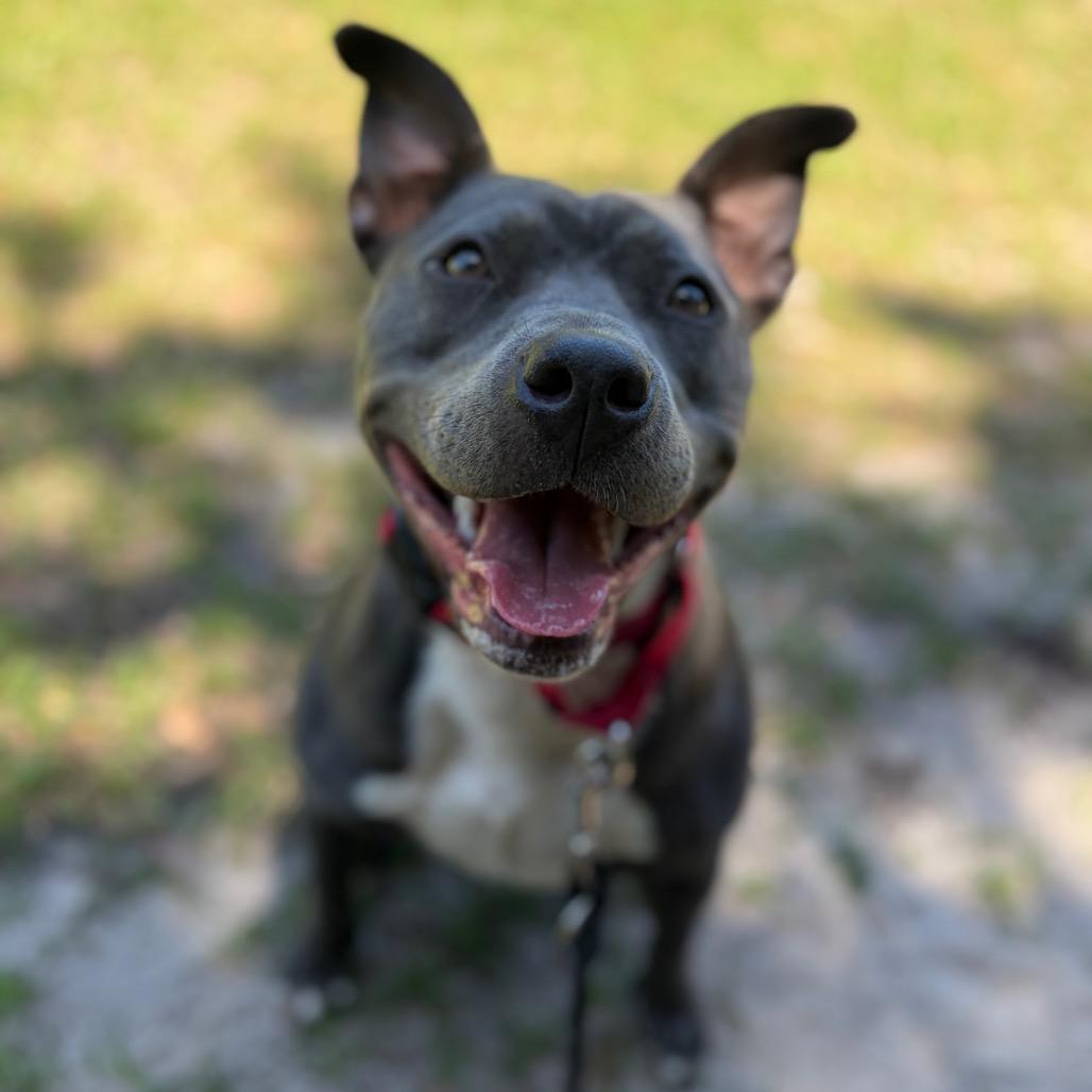 Enlarge Brandi, a Adoptable mixed breed in Titusville, FL image 1/6