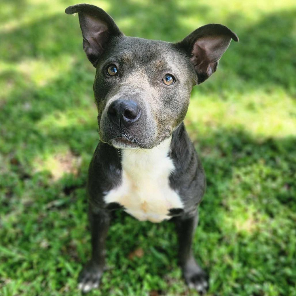 Enlarge Brandi, a Adoptable mixed breed in Titusville, FL image 1/3