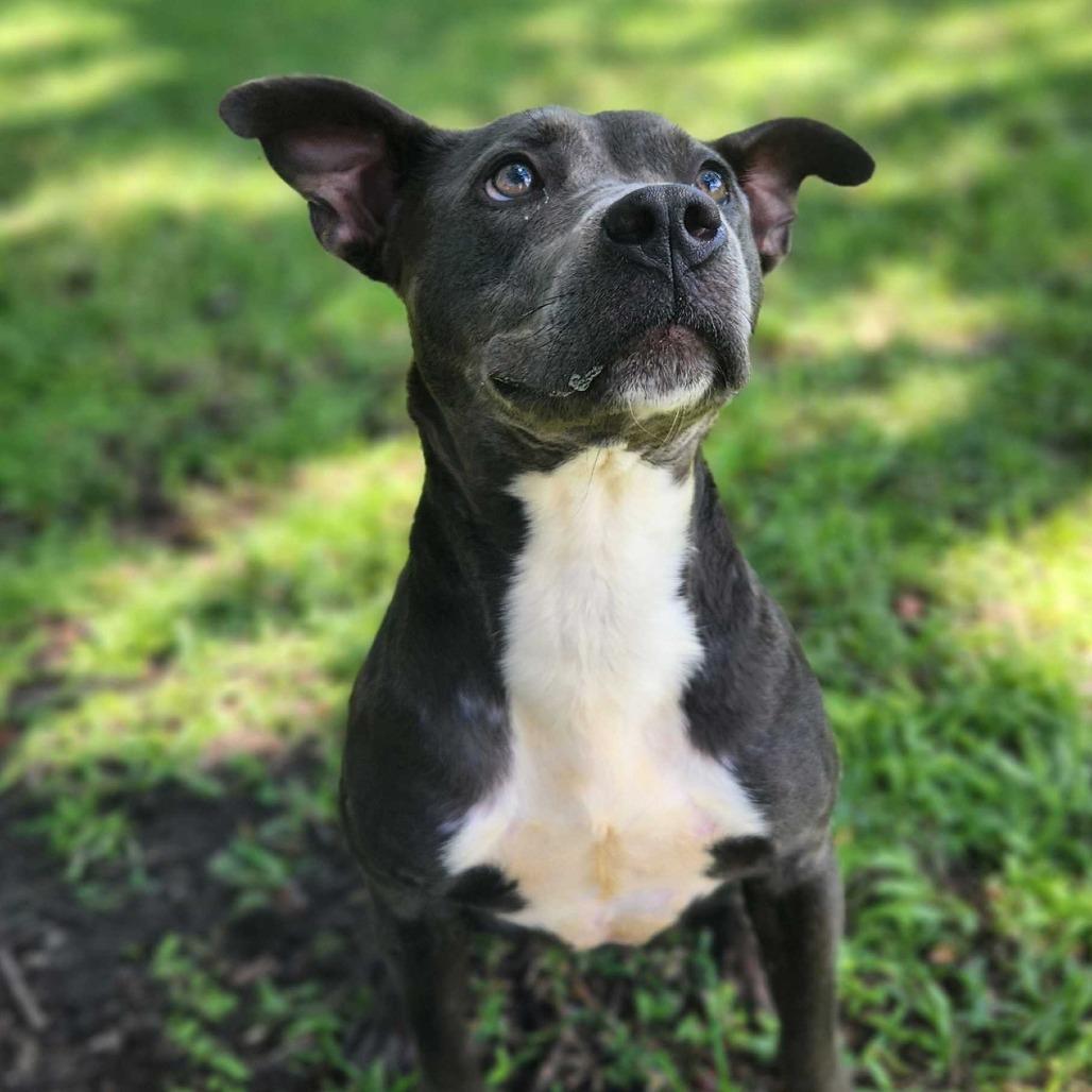 Enlarge Brandi, a Adoptable mixed breed in Titusville, FL image 2/3